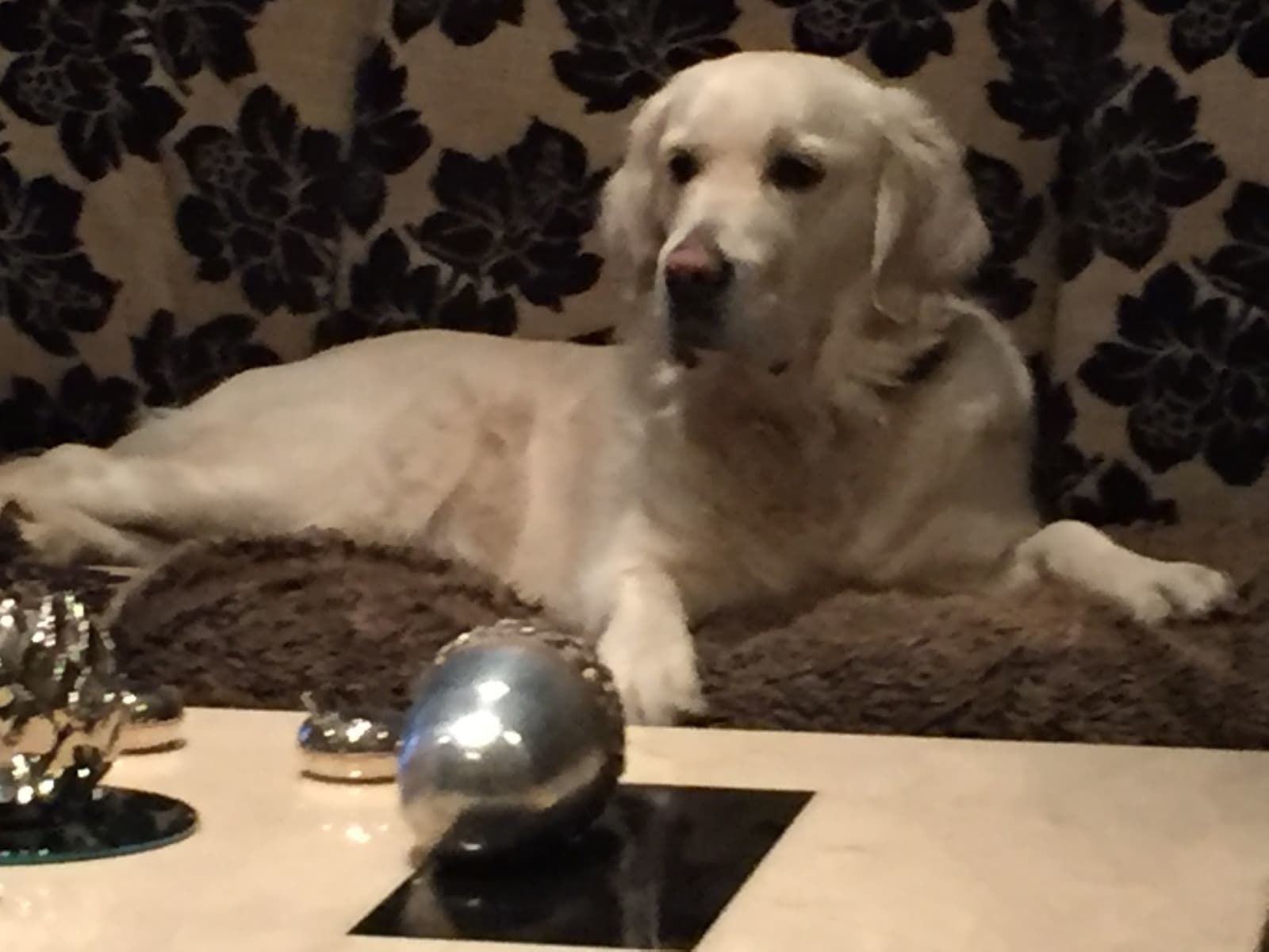 Housesitting assignment in Coggeshall, United Kingdom
