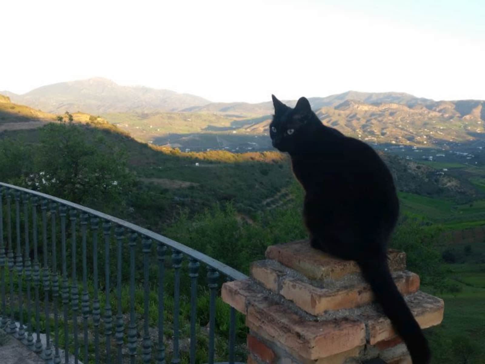 Housesitting assignment in Pizarra, Spain