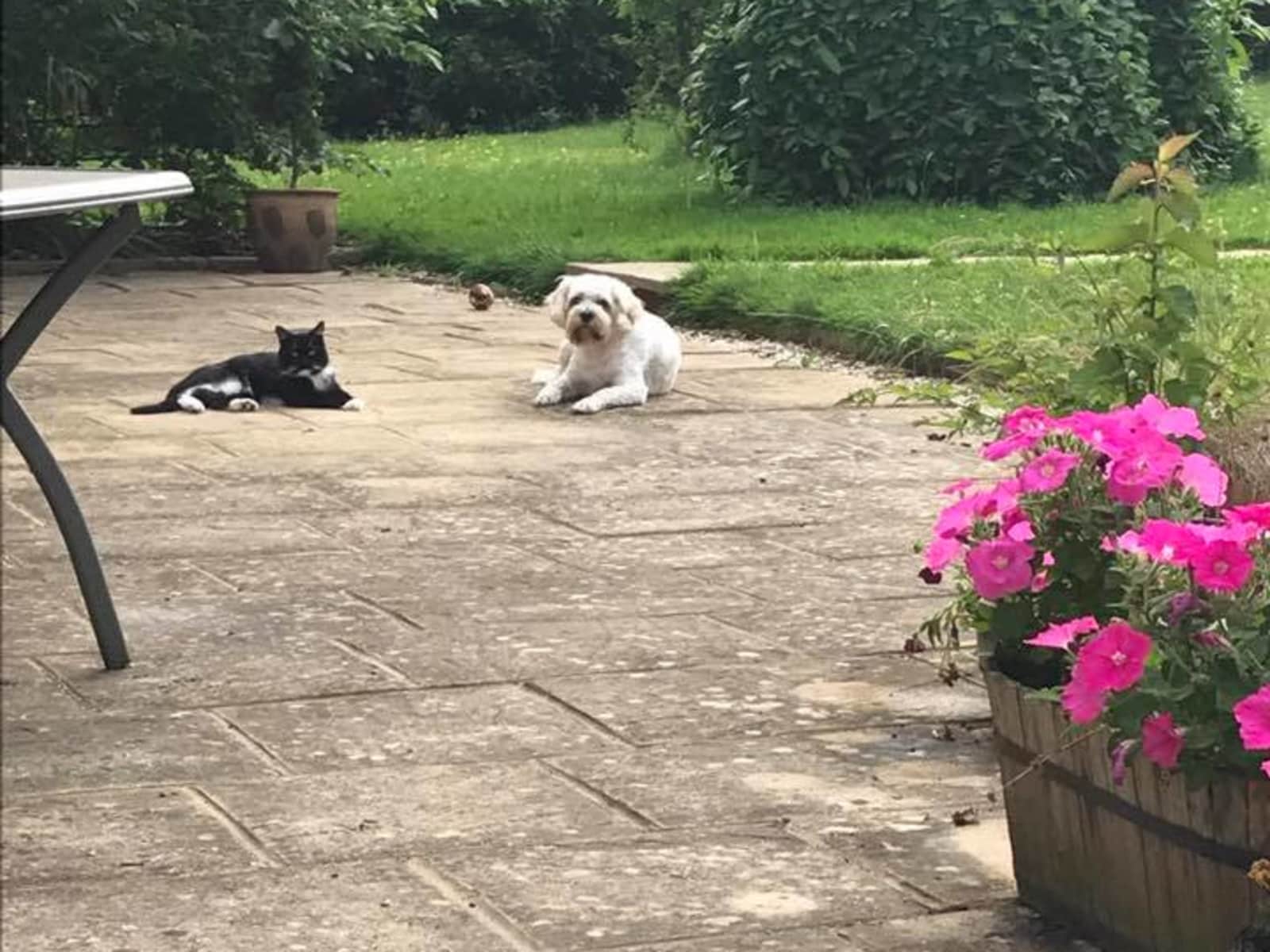Housesitting assignment in Banbury, United Kingdom
