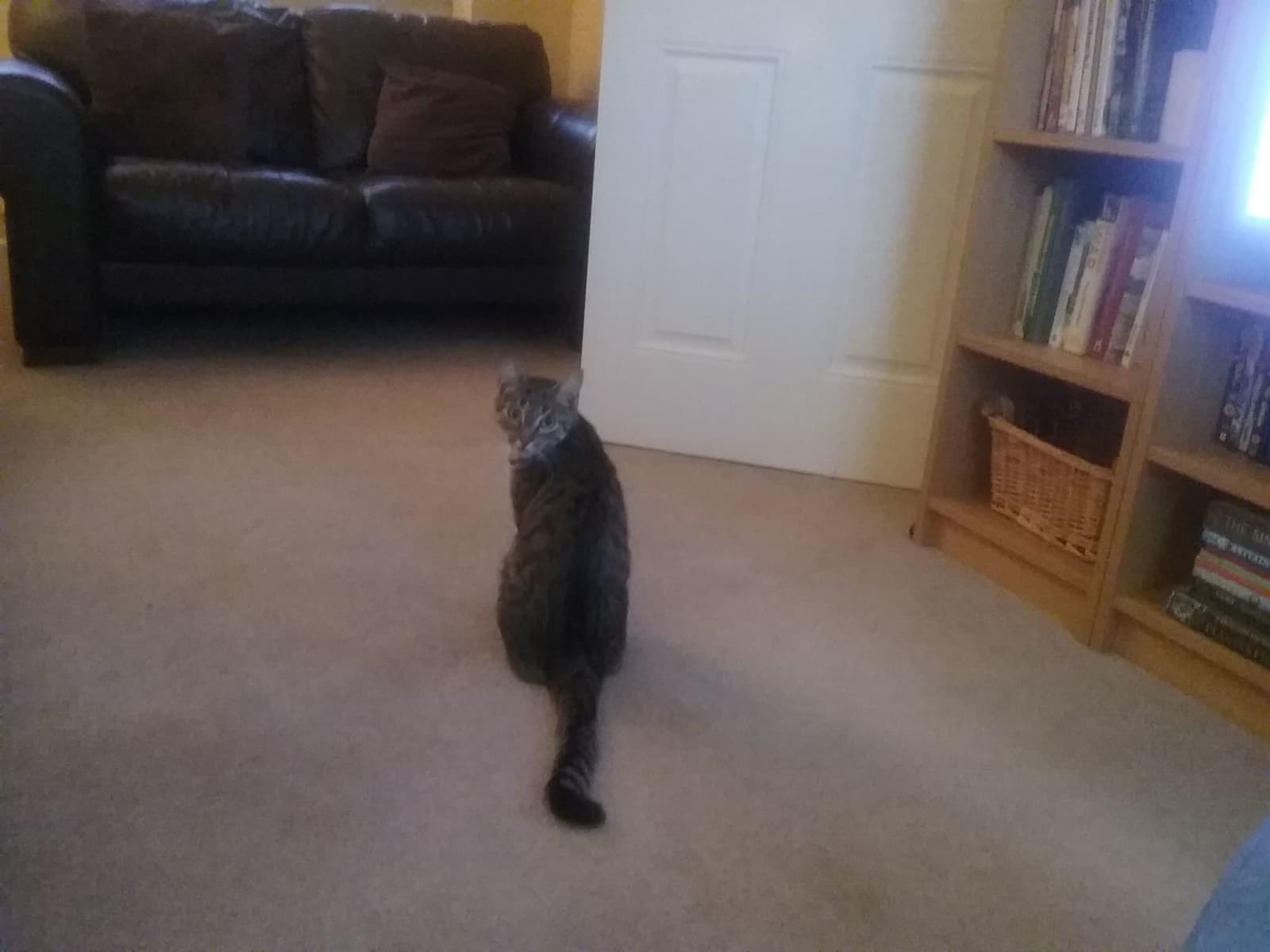 Housesitting assignment in Devizes, United Kingdom