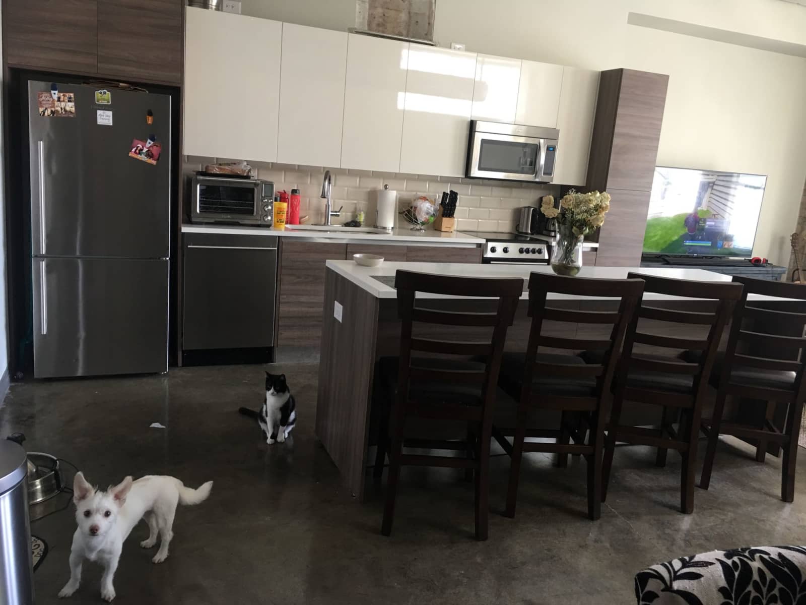 Housesitting assignment in Dallas, Texas, United States