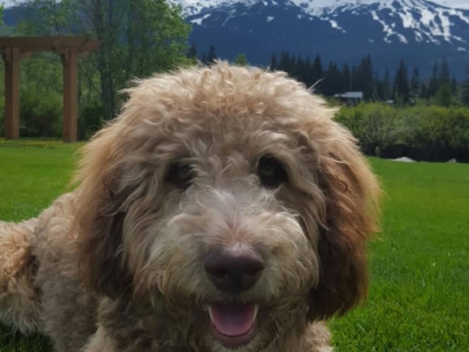 Housesitting assignment in Whistler, British Columbia, Canada