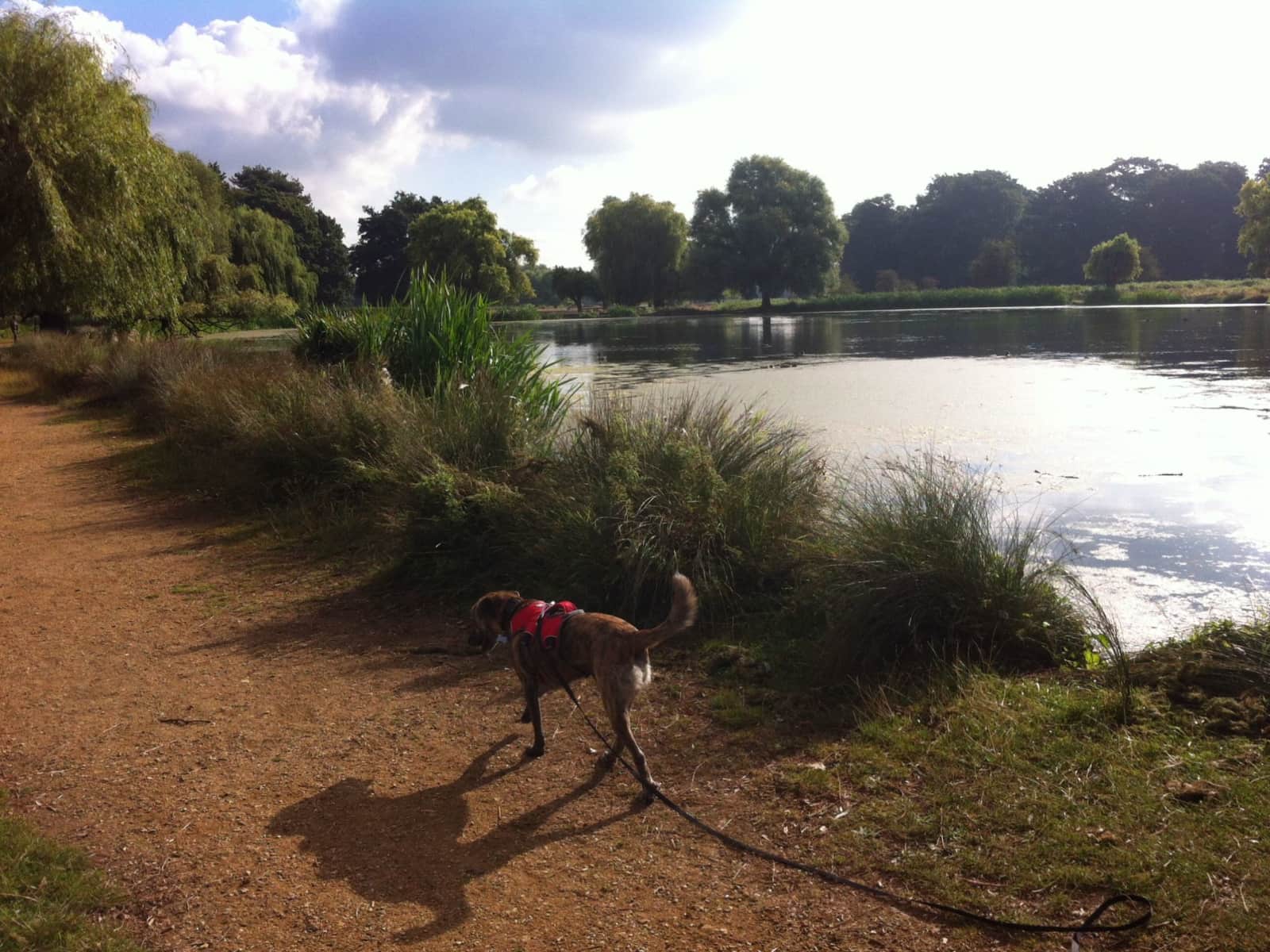 Housesitting assignment in Teddington, United Kingdom