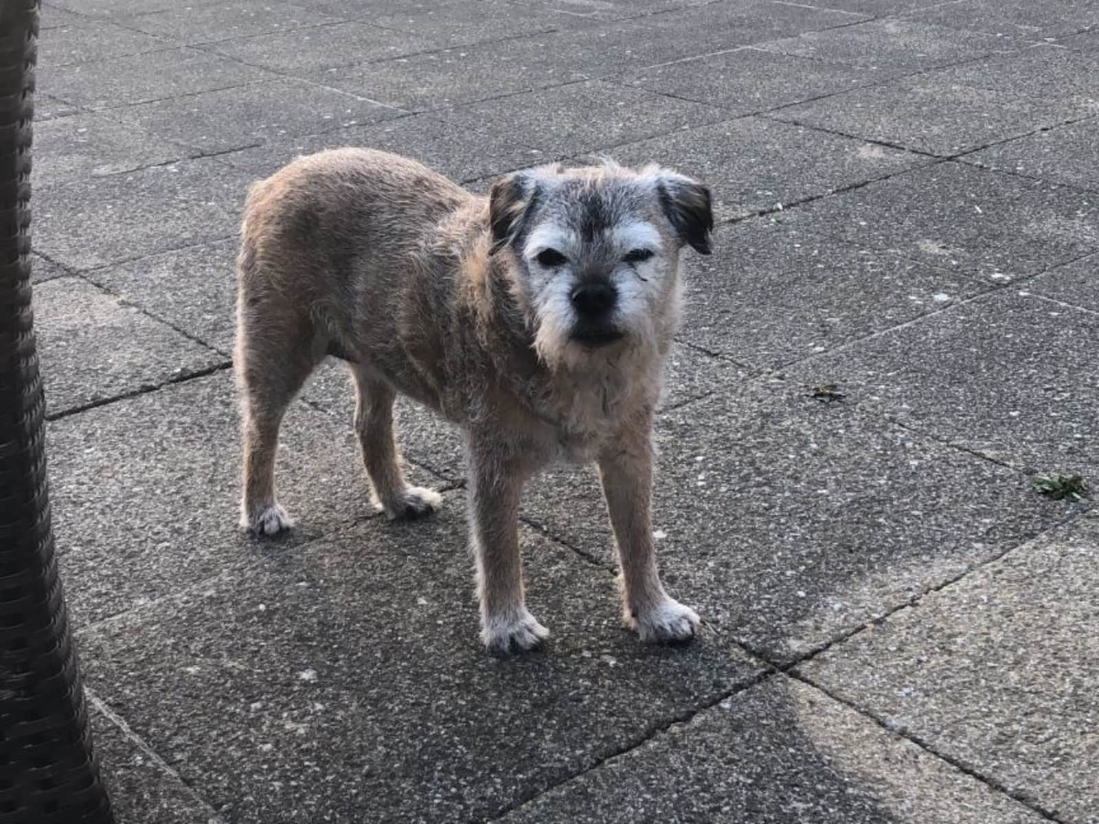 Housesitting assignment in Bath, United Kingdom