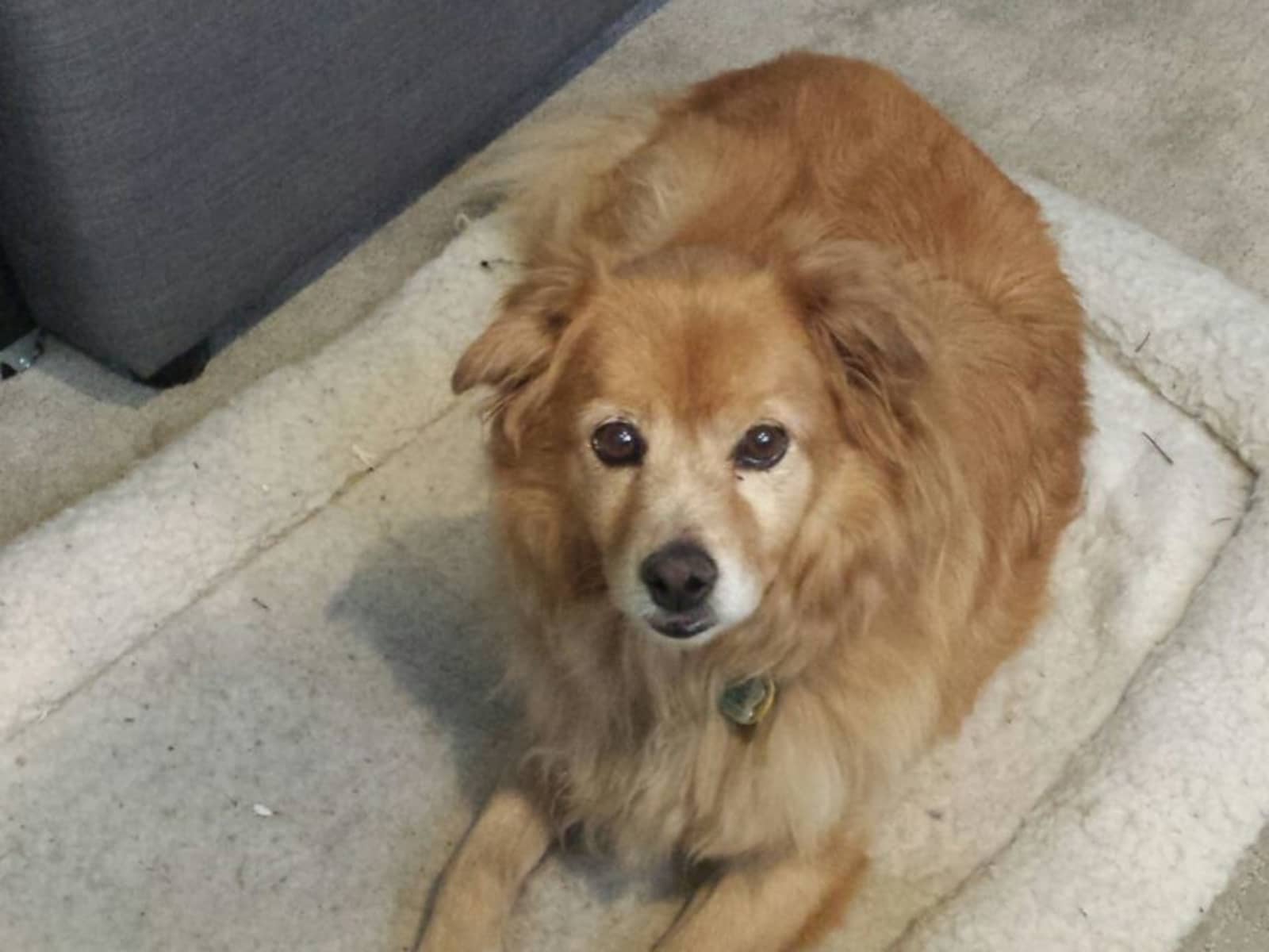 Housesitting assignment in Ottawa, Ontario, Canada