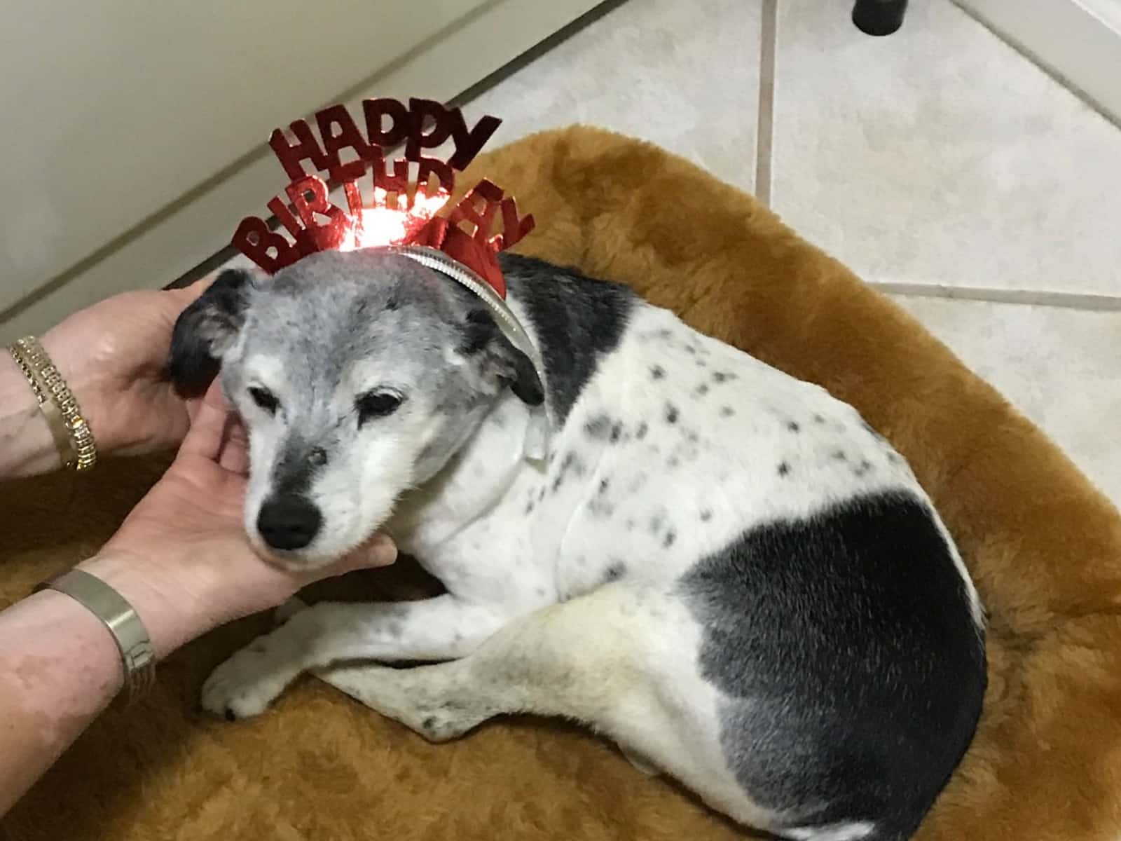Housesitting assignment in El Dorado Hills, California, United States