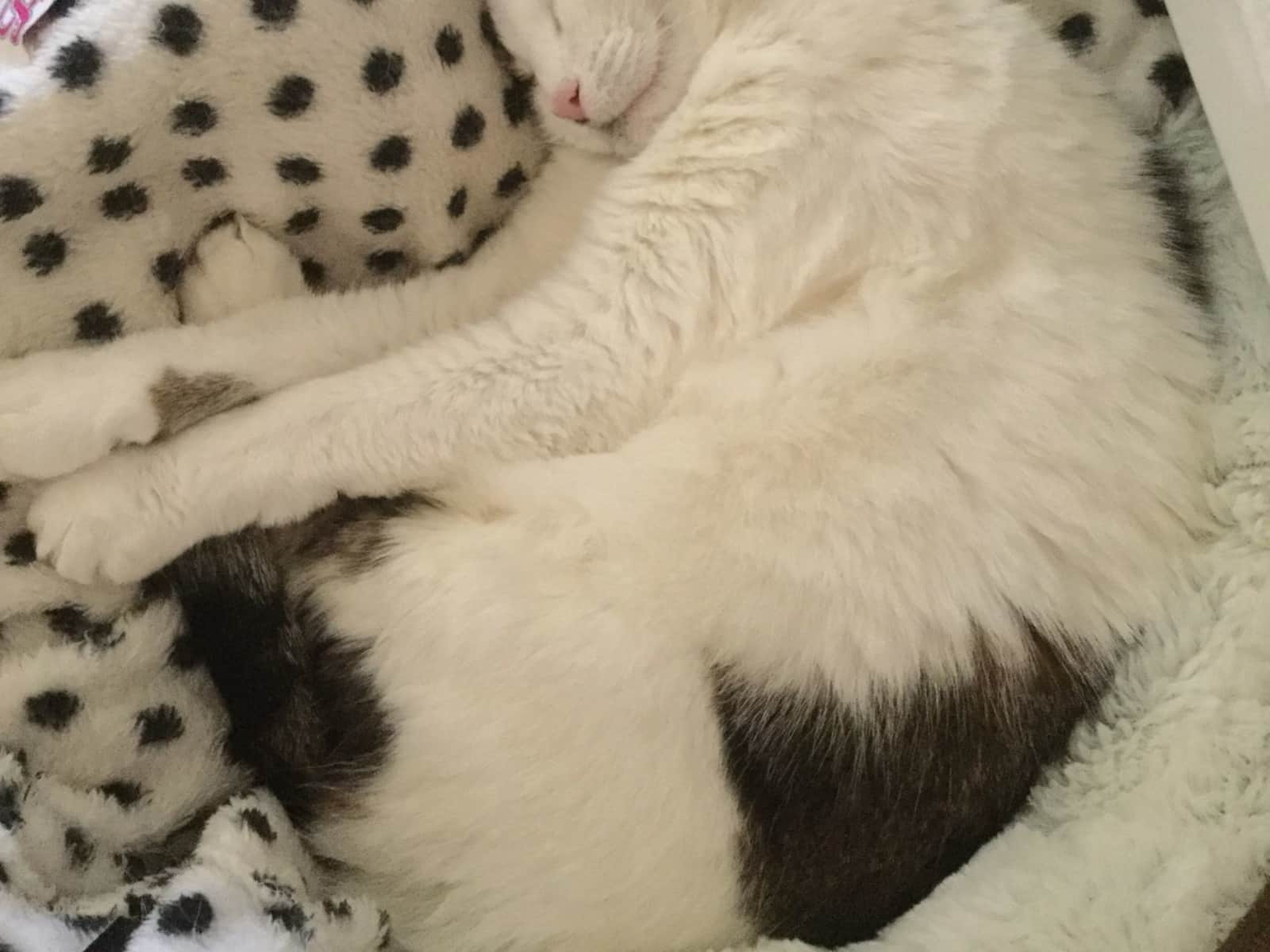 Housesitting assignment in Doncaster, United Kingdom