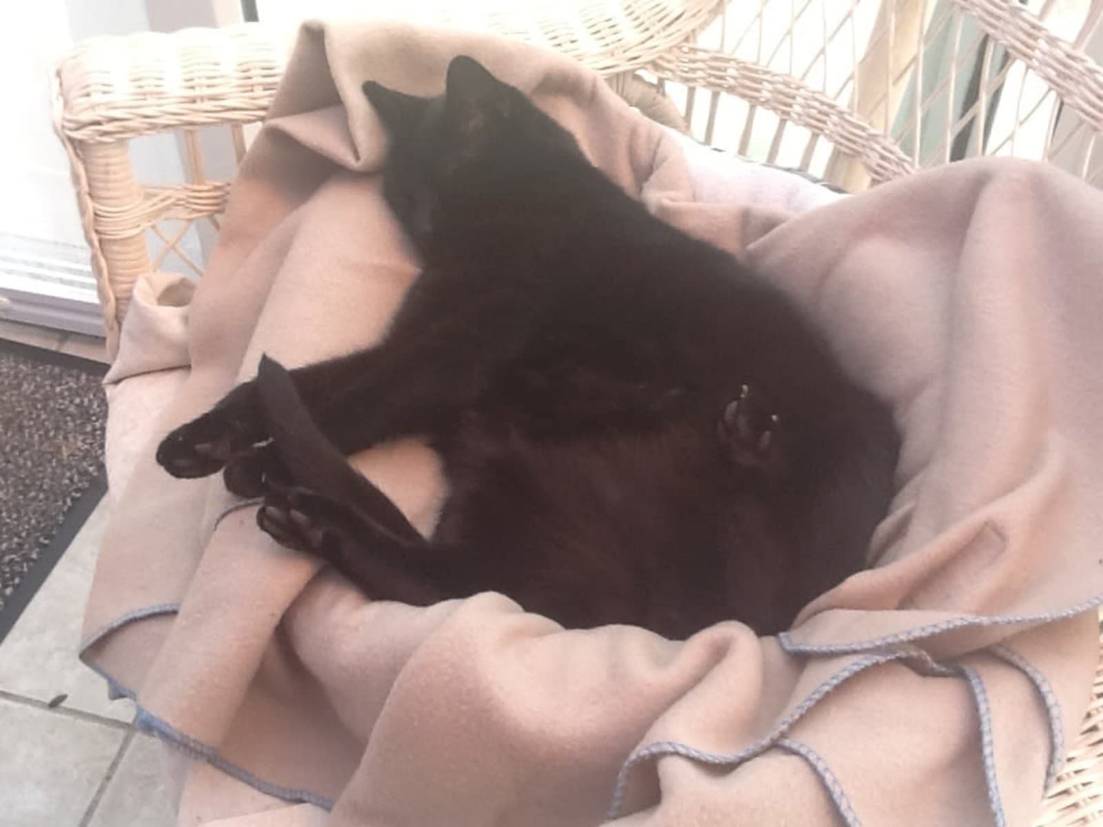 Housesitting assignment in Claydon, United Kingdom