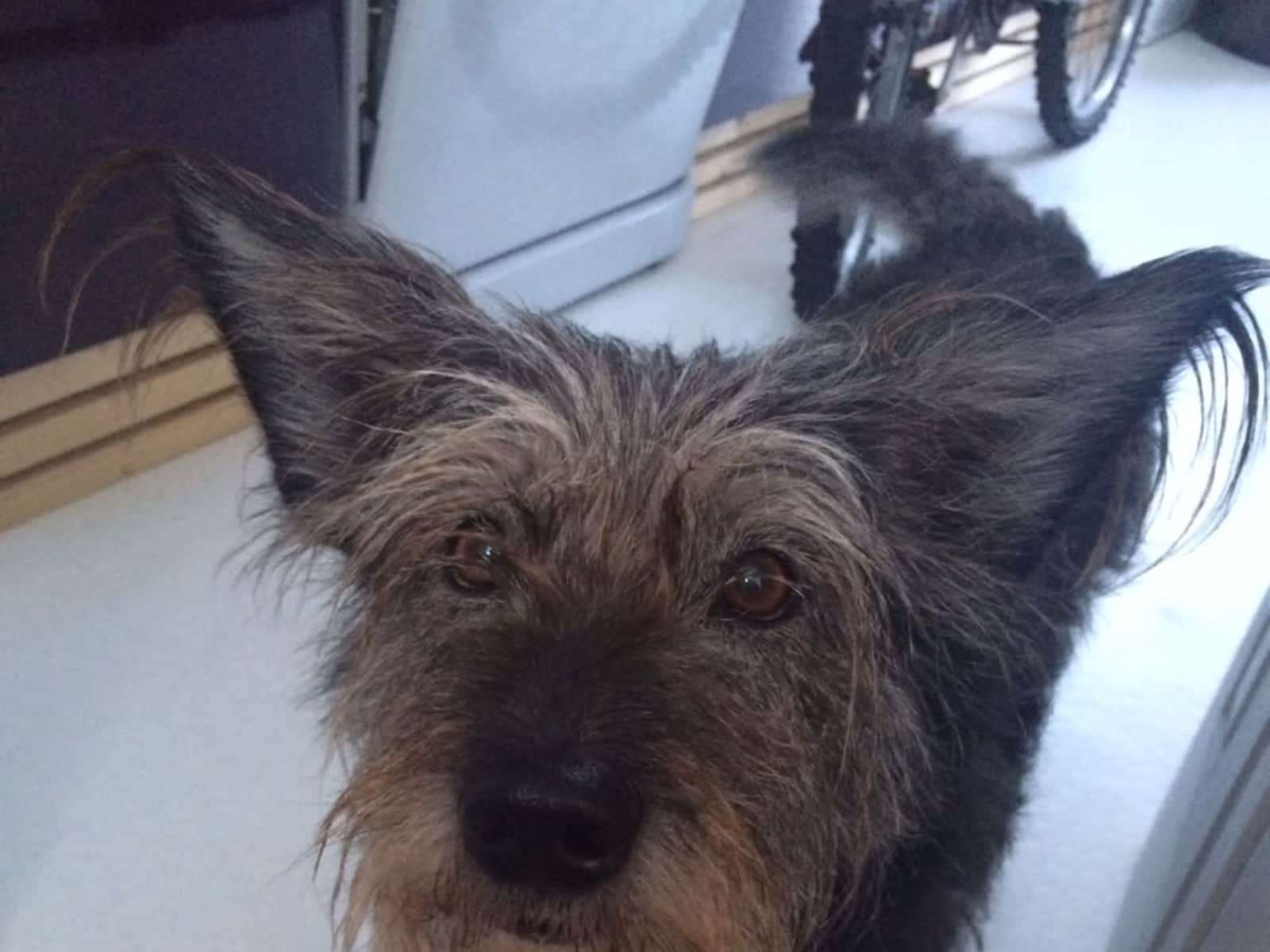Housesitting assignment in Hove, United Kingdom