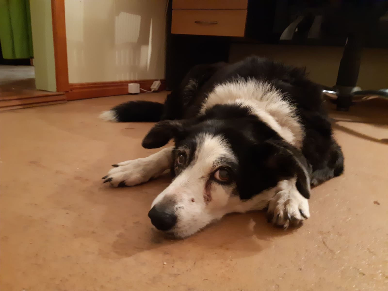 Housesitting assignment in Alice Springs, Northern Territory, Australia