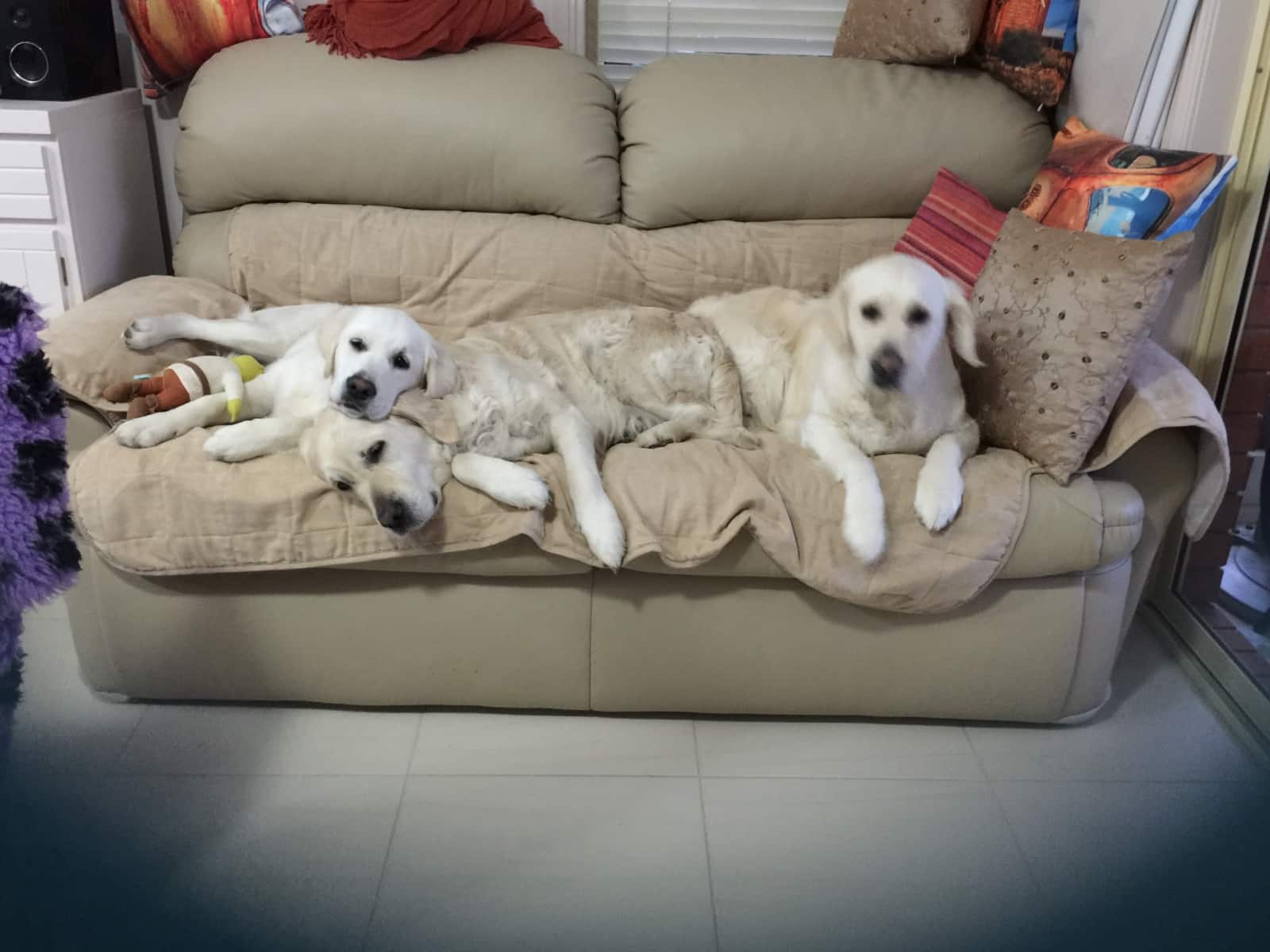 Housesitting assignment in Tumut, New South Wales, Australia