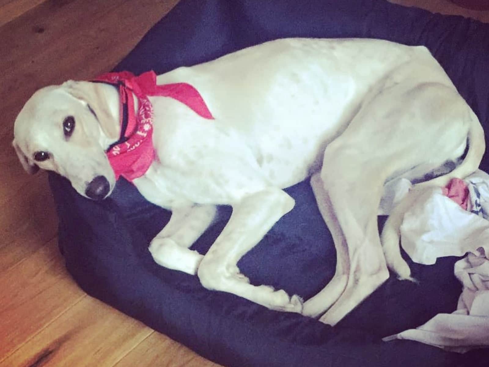 Housesitting assignment in St Albans, United Kingdom