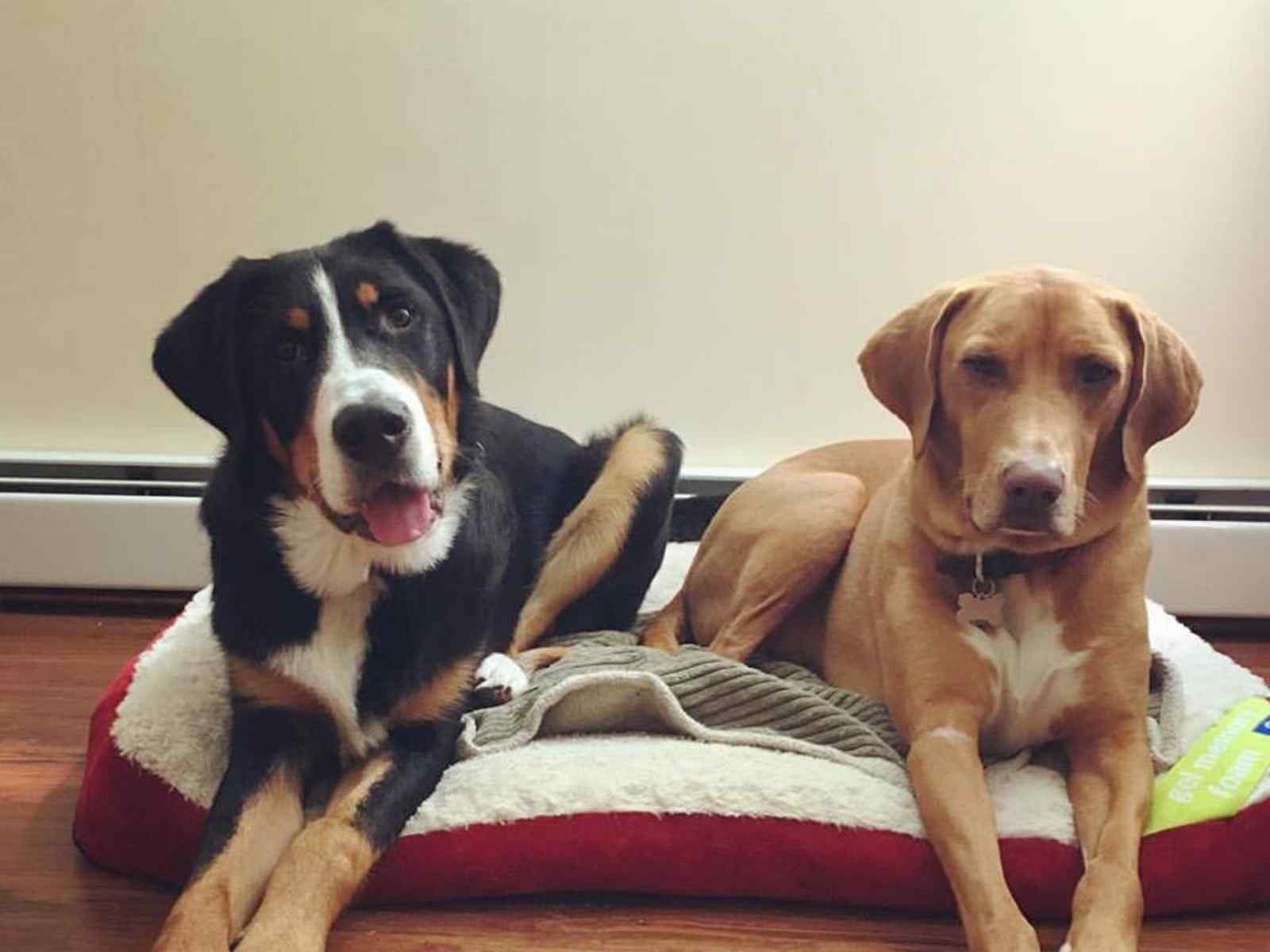 Housesitting assignment in North Vancouver, British Columbia, Canada