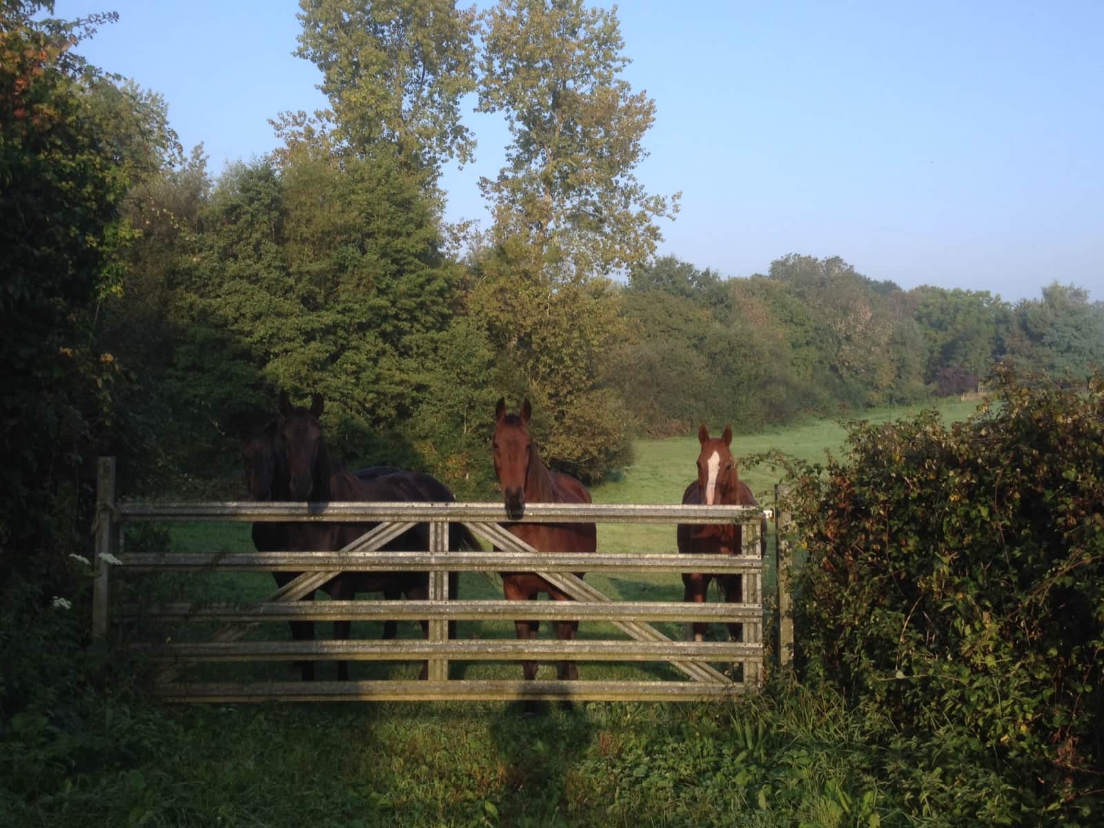 Housesitting assignment in Avranches, France