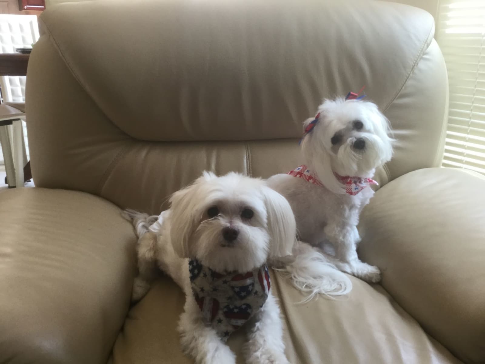 Housesitting assignment in Herndon, Virginia, United States