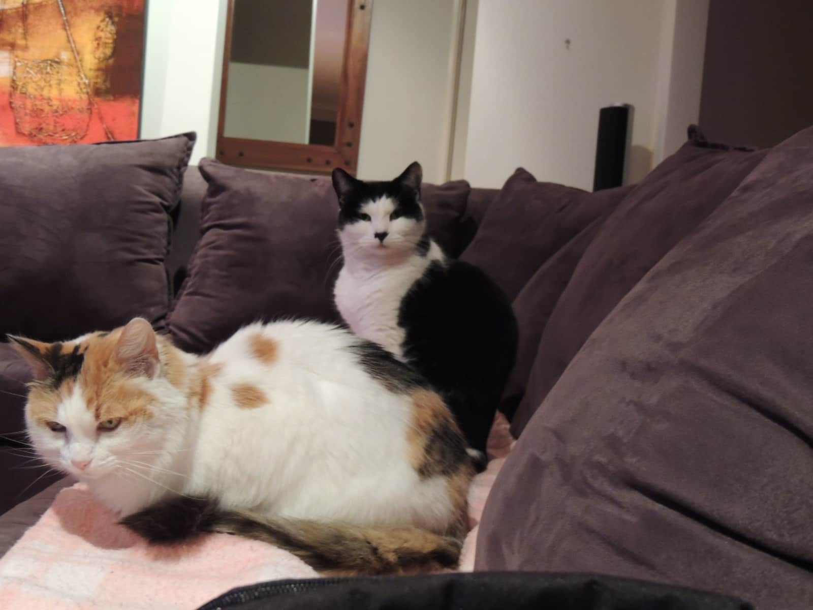 Housesitting assignment in Port Kennedy, Western Australia, Australia