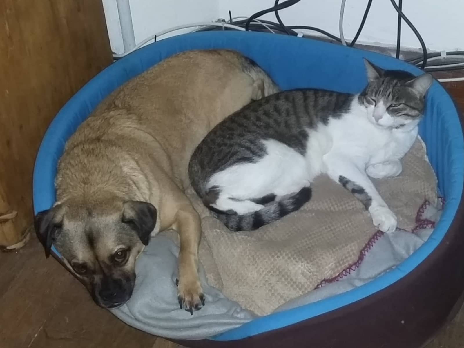 Housesitting assignment in Espéraza, France