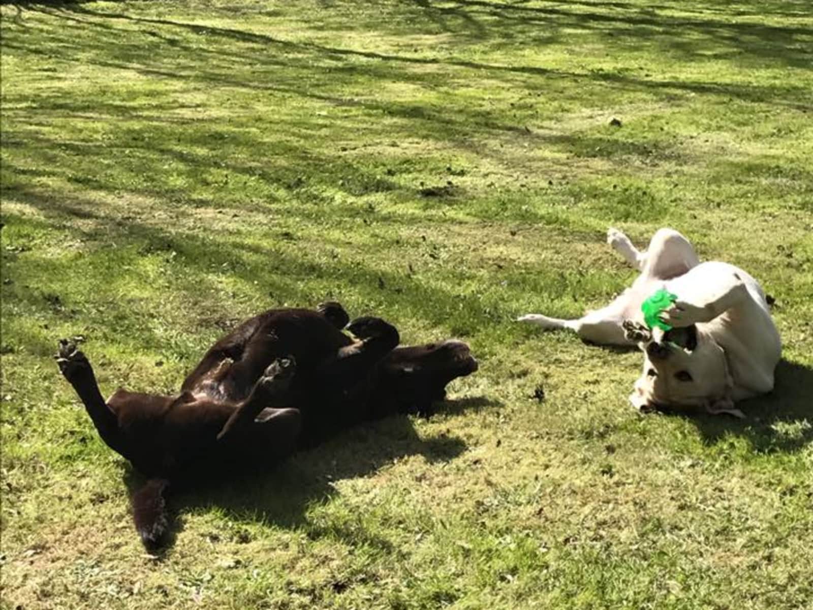 Housesitting assignment in Bridgwater, United Kingdom