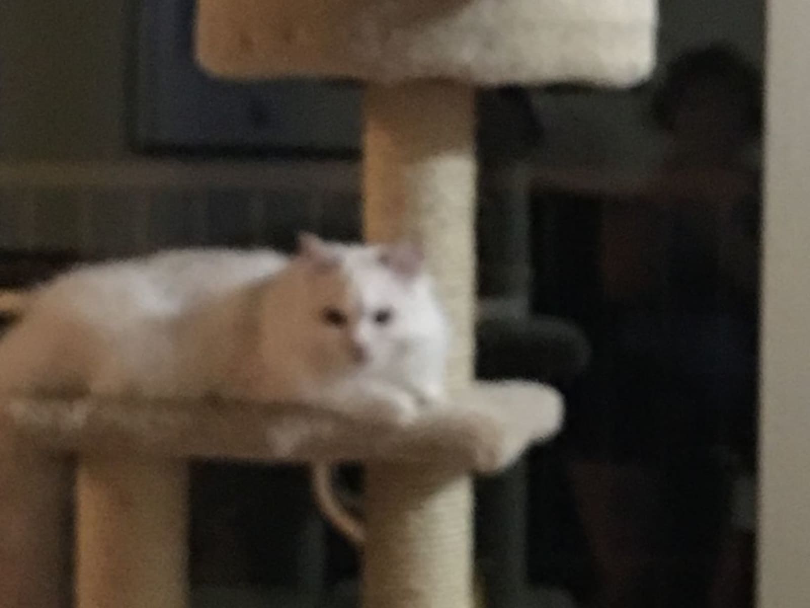 Housesitting assignment in Calgary, Alberta, Canada