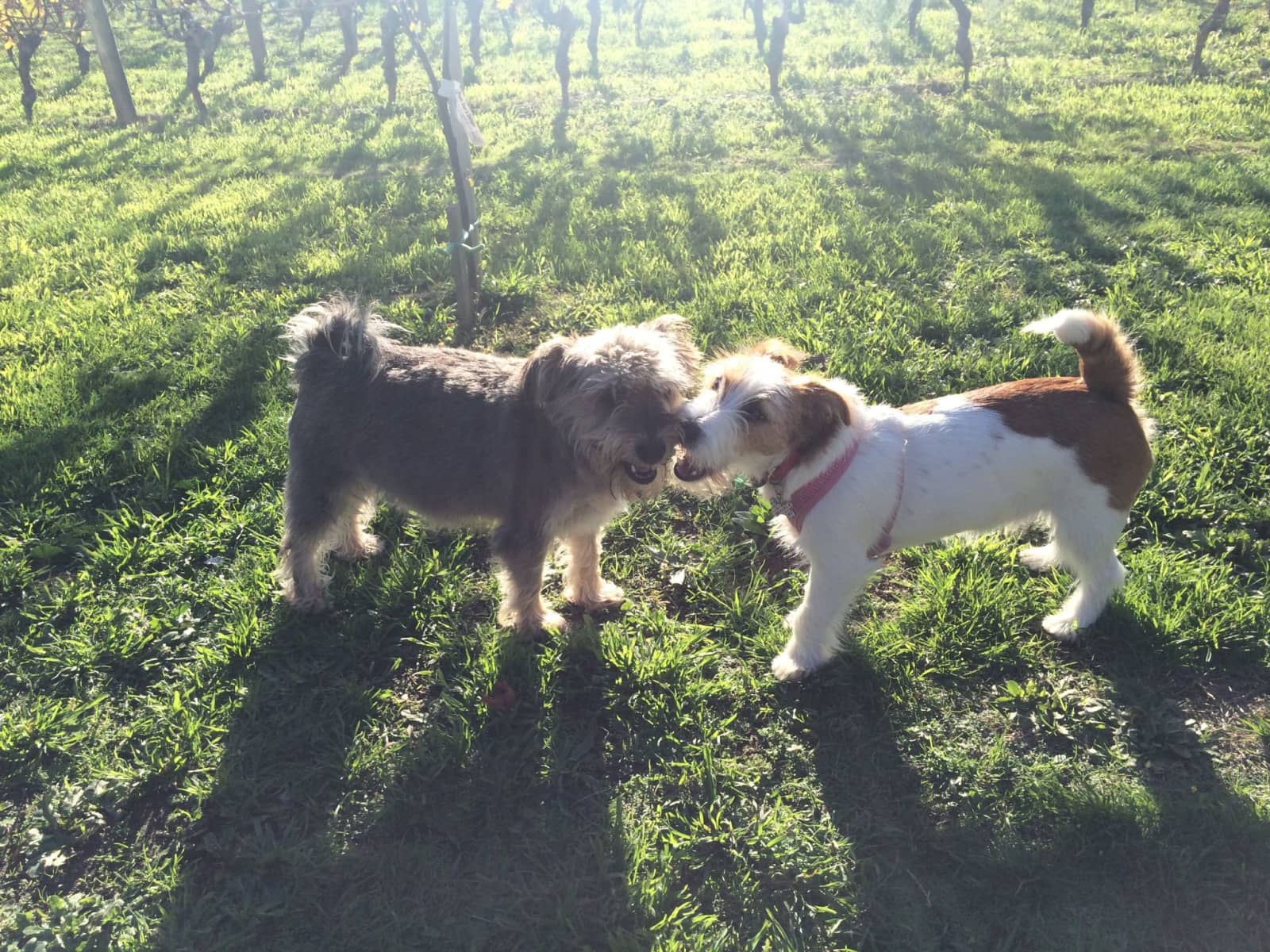 Housesitting assignment in Martinborough, New Zealand