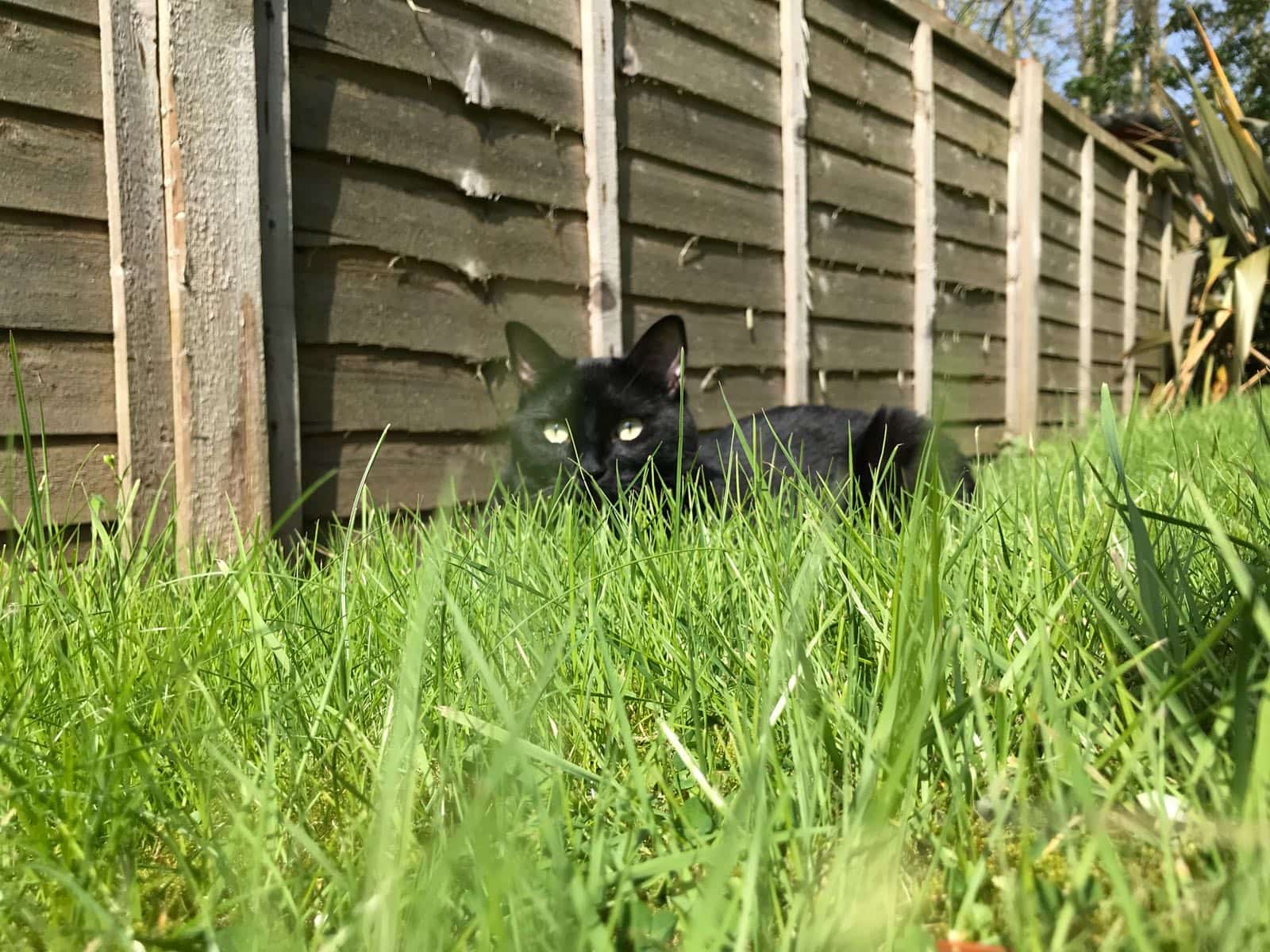 Housesitting assignment in Colchester, United Kingdom