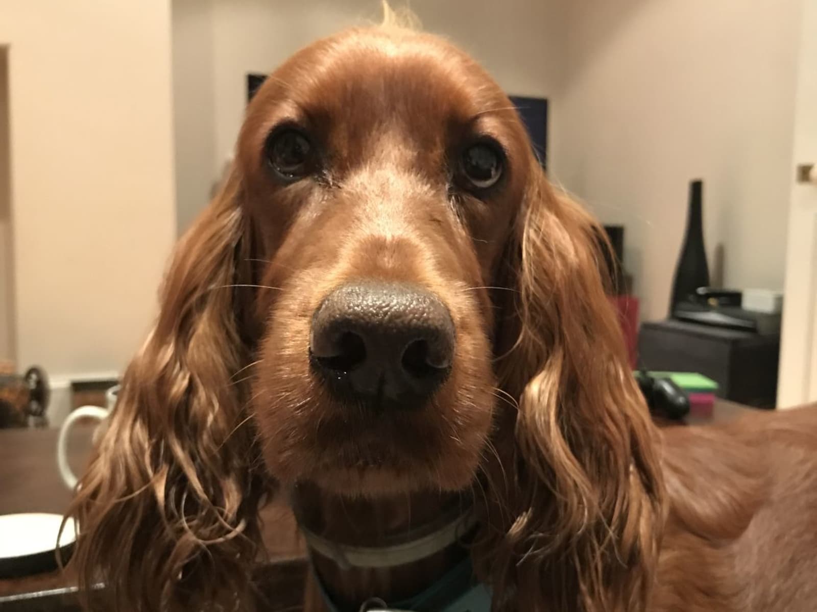 Housesitting assignment in Bath, United Kingdom