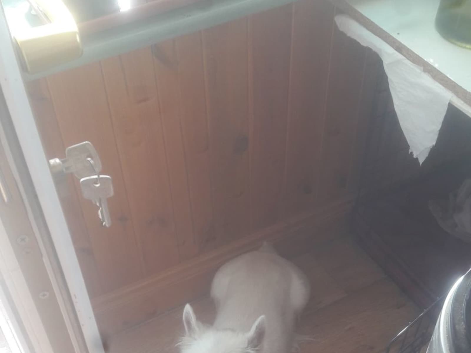 Housesitting assignment in Mullingar, Mullingar, Ireland