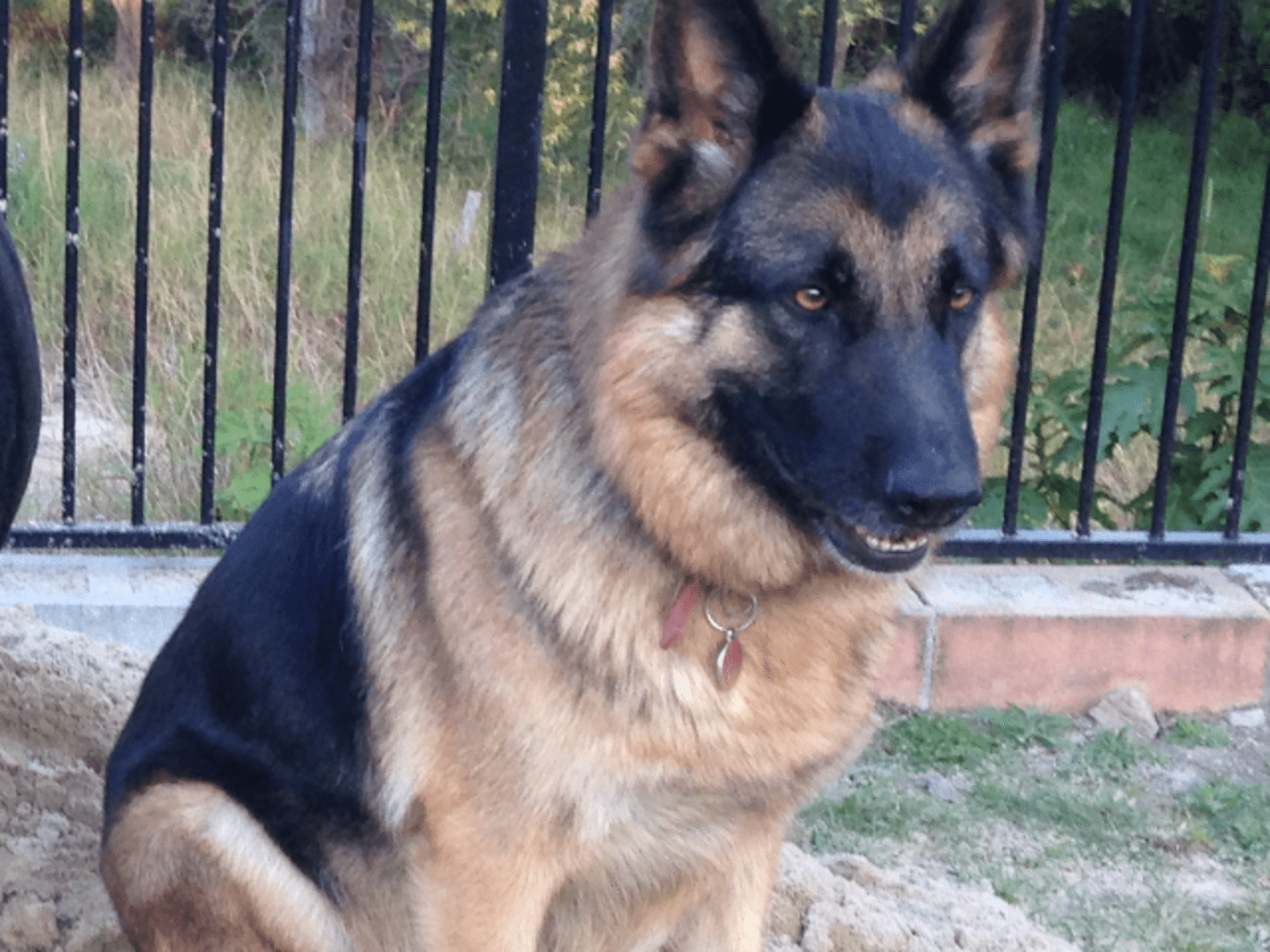 Housesitting assignment in Ormeau Hills, Queensland, Australia