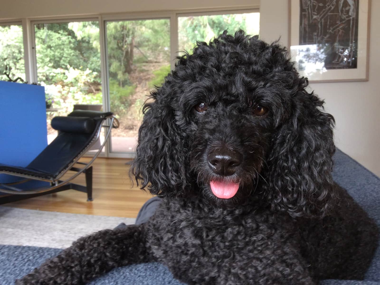 Housesitting assignment in Mitcham, South Australia, Australia