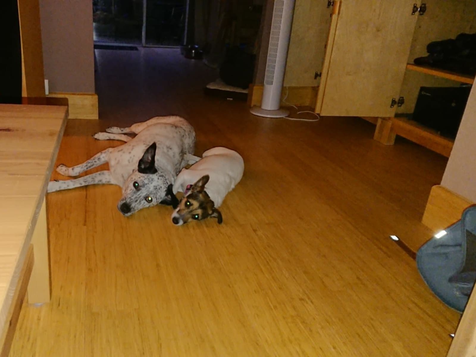 Housesitting assignment in Cardiff, United Kingdom