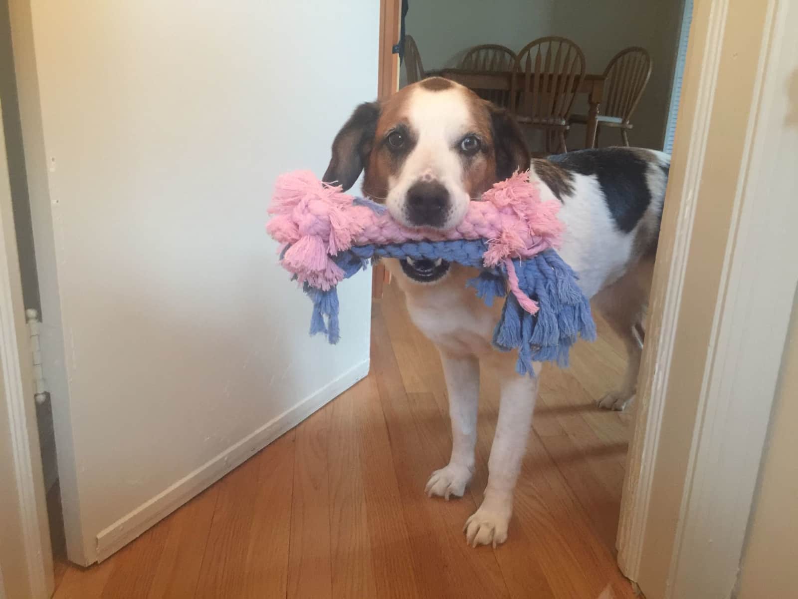 Housesitting assignment in Chicago, Illinois, United States