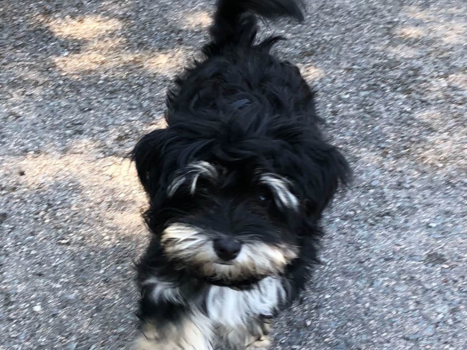 Housesitting assignment in Oslo, Norway