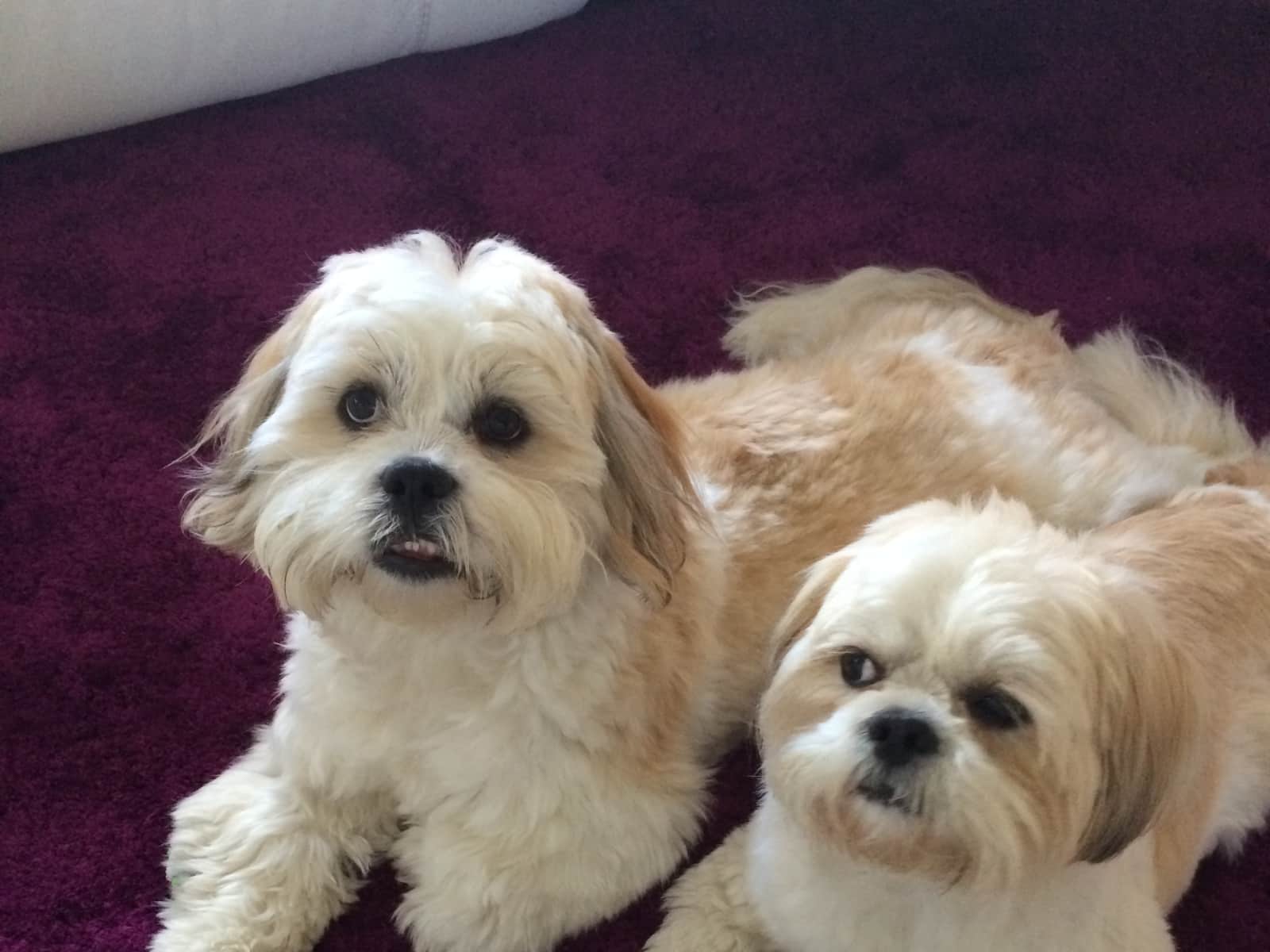 Housesitting assignment in Glasgow, United Kingdom