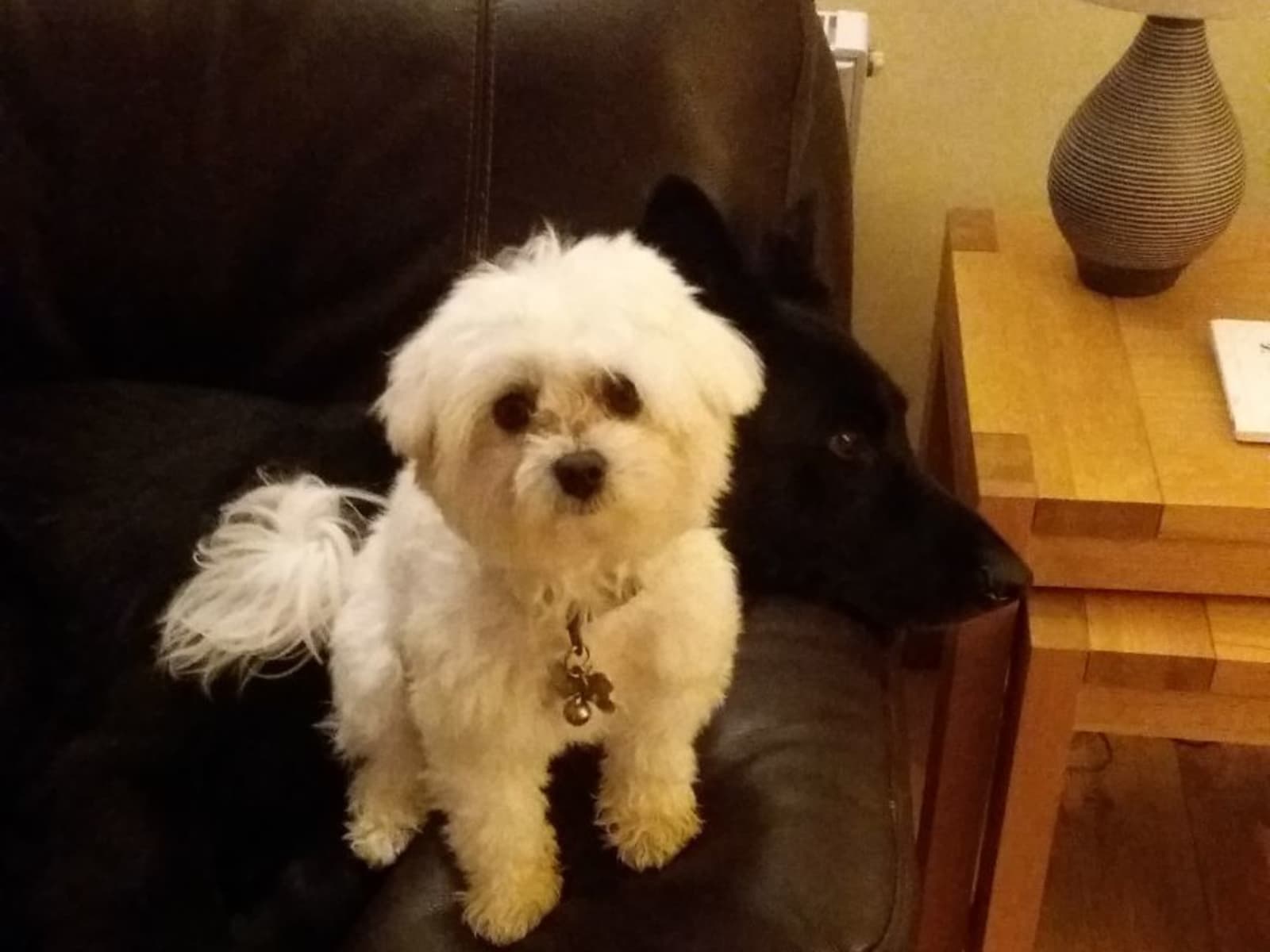 Housesitting assignment in Margate, United Kingdom