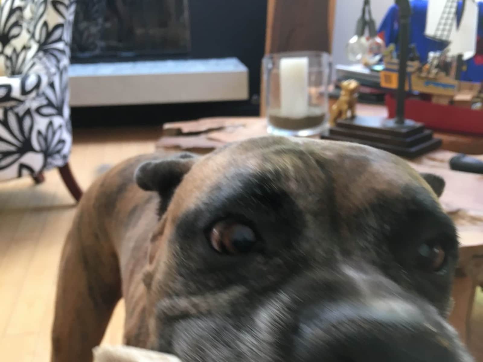 Housesitting assignment in Los Angeles, California, United States