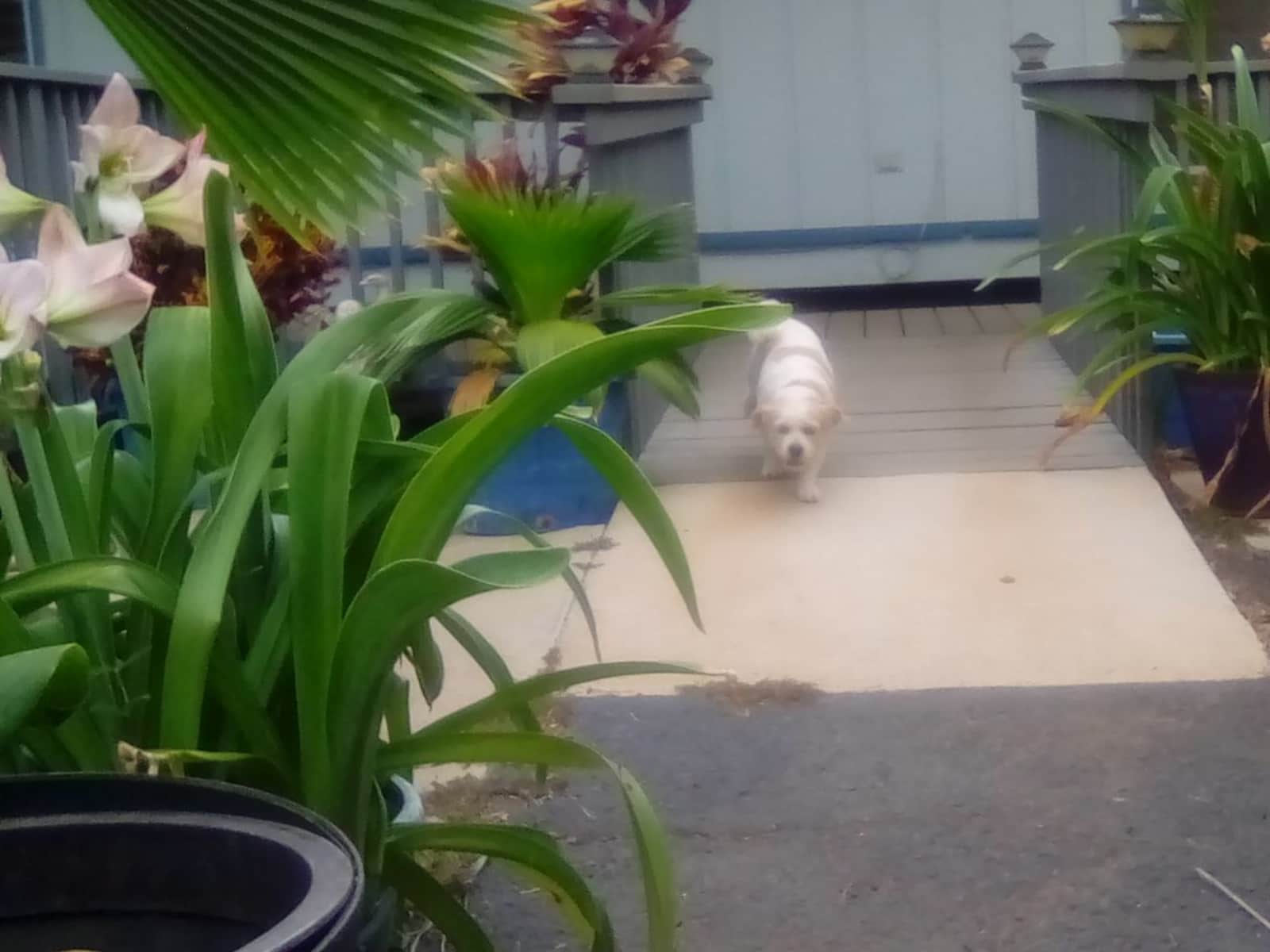 Housesitting assignment in Waianae, Hawaii, United States