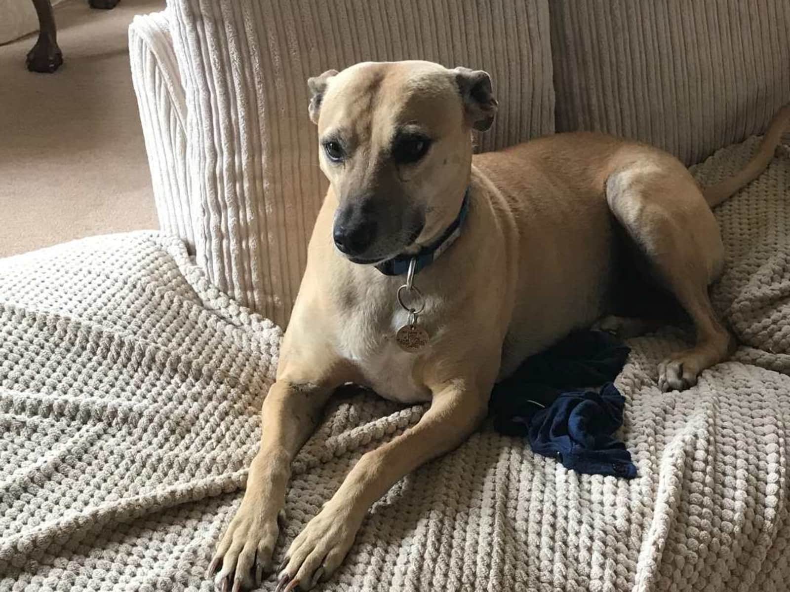 Housesitting assignment in Pembroke, United Kingdom