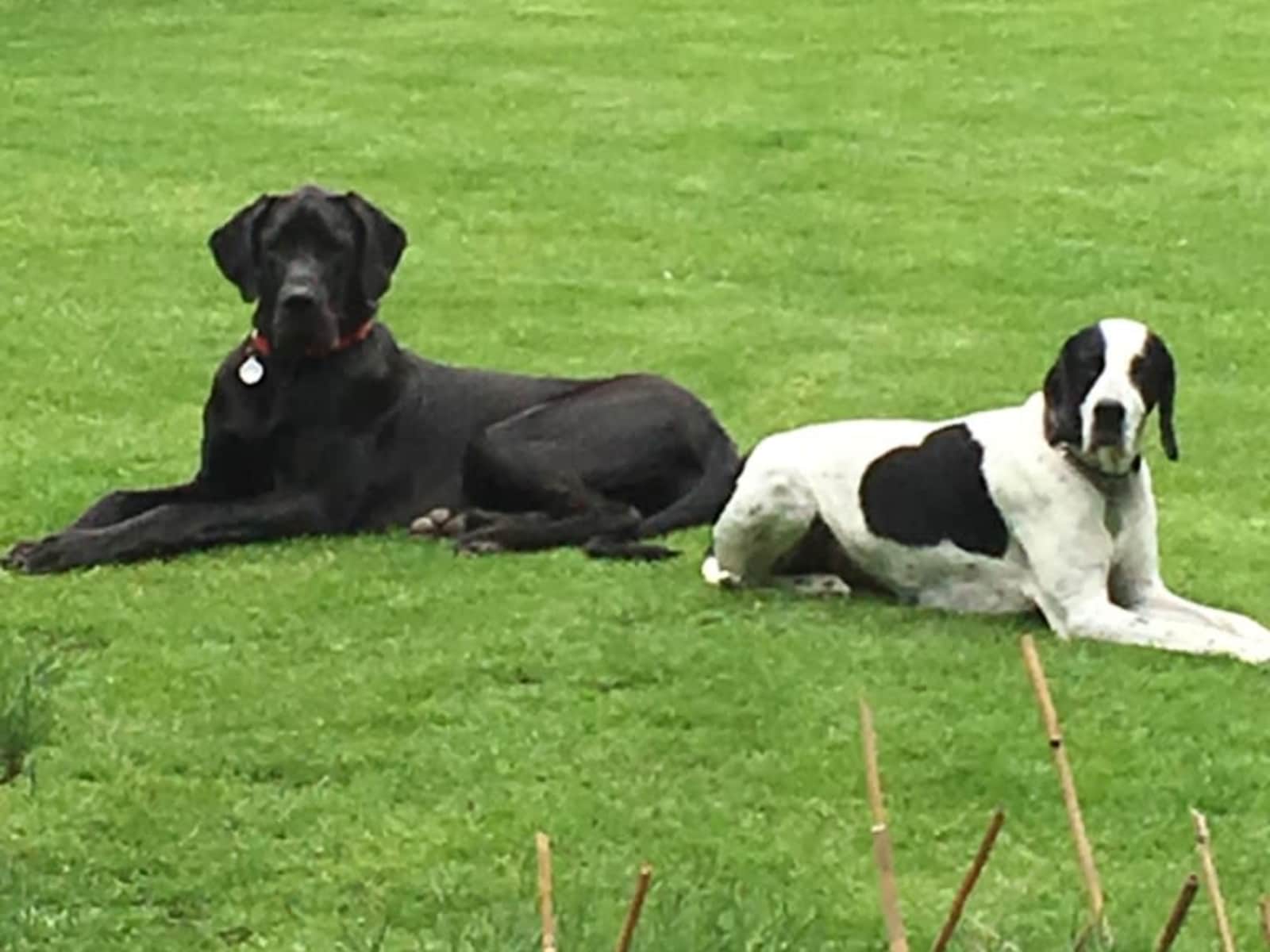 Housesitting assignment in Yeovil, United Kingdom