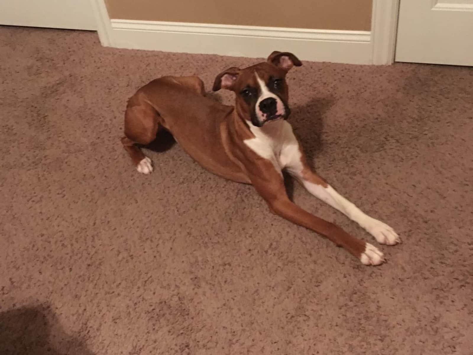 Housesitting assignment in Springfield, Missouri, United States