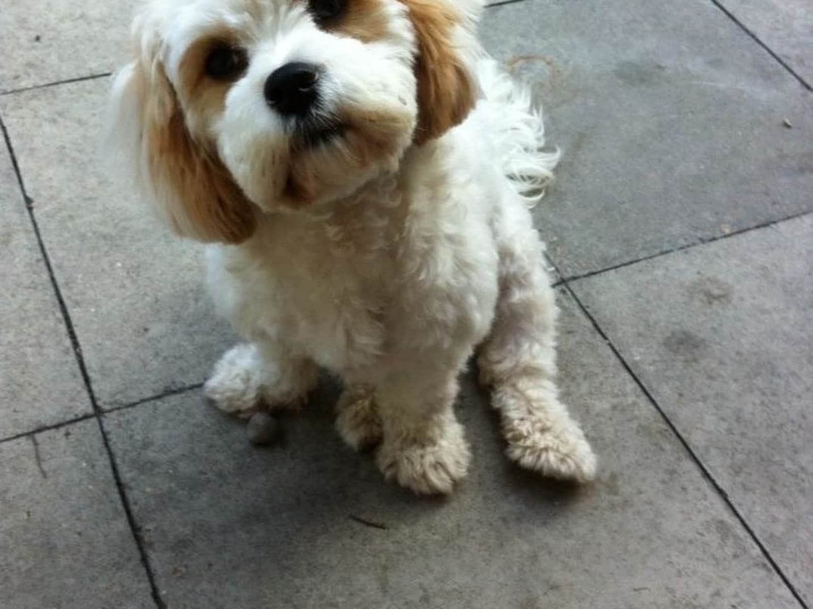 Housesitting assignment in Loudwater, United Kingdom