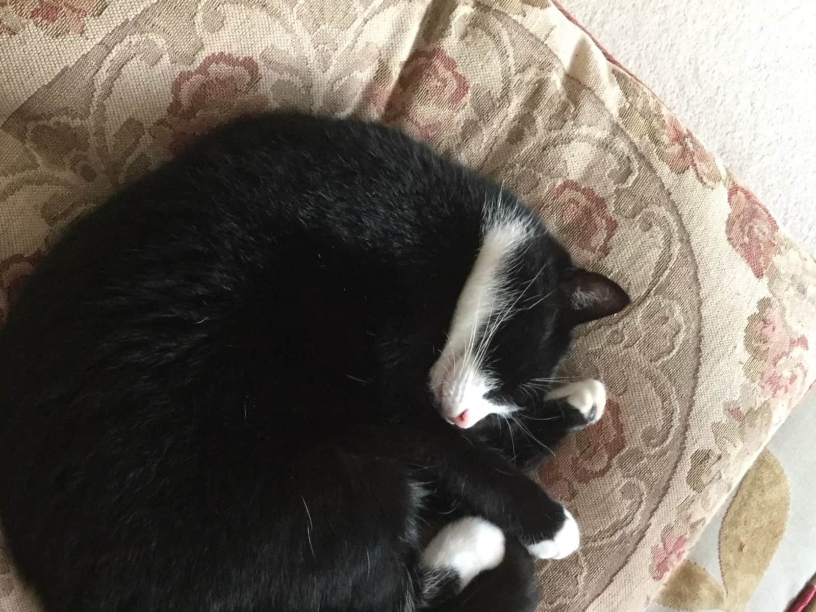 Housesitting assignment in Oban, United Kingdom