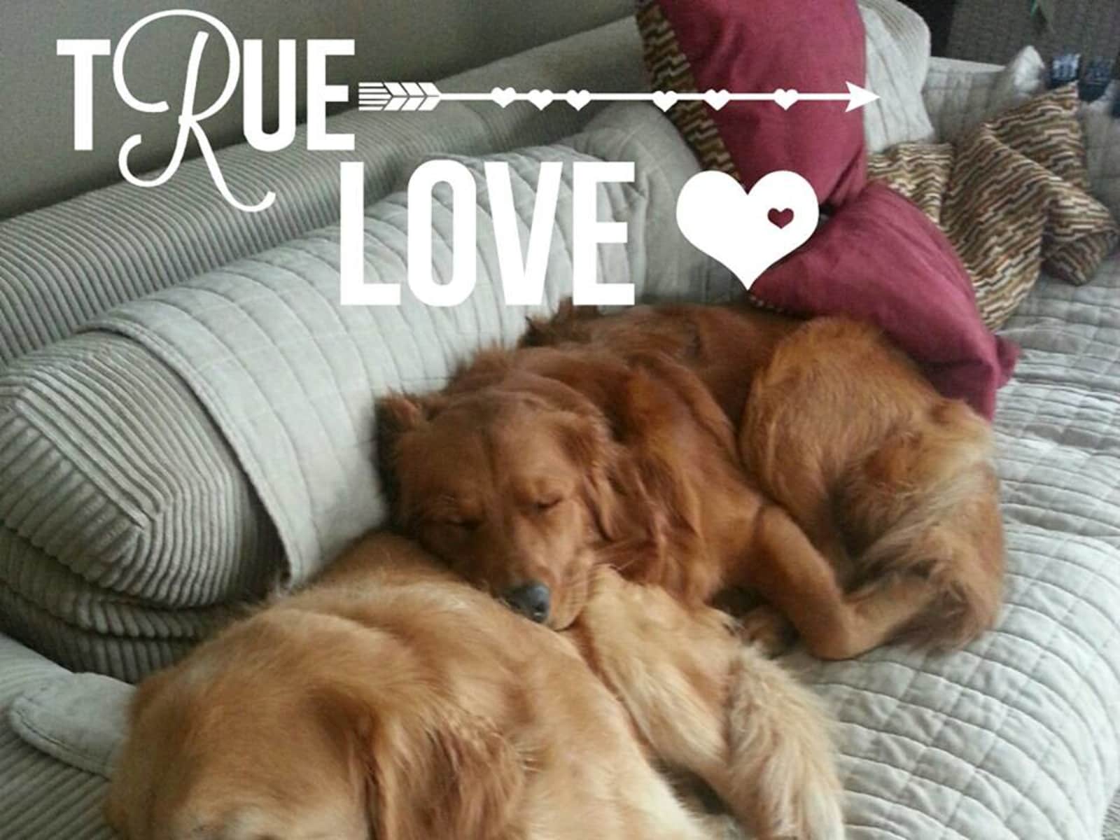 Housesitting assignment in Kamloops, British Columbia, Canada