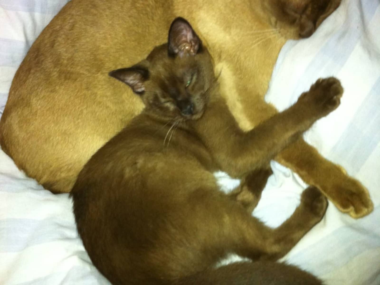 Kanella & Peter from Melbourne, Victoria, Australia