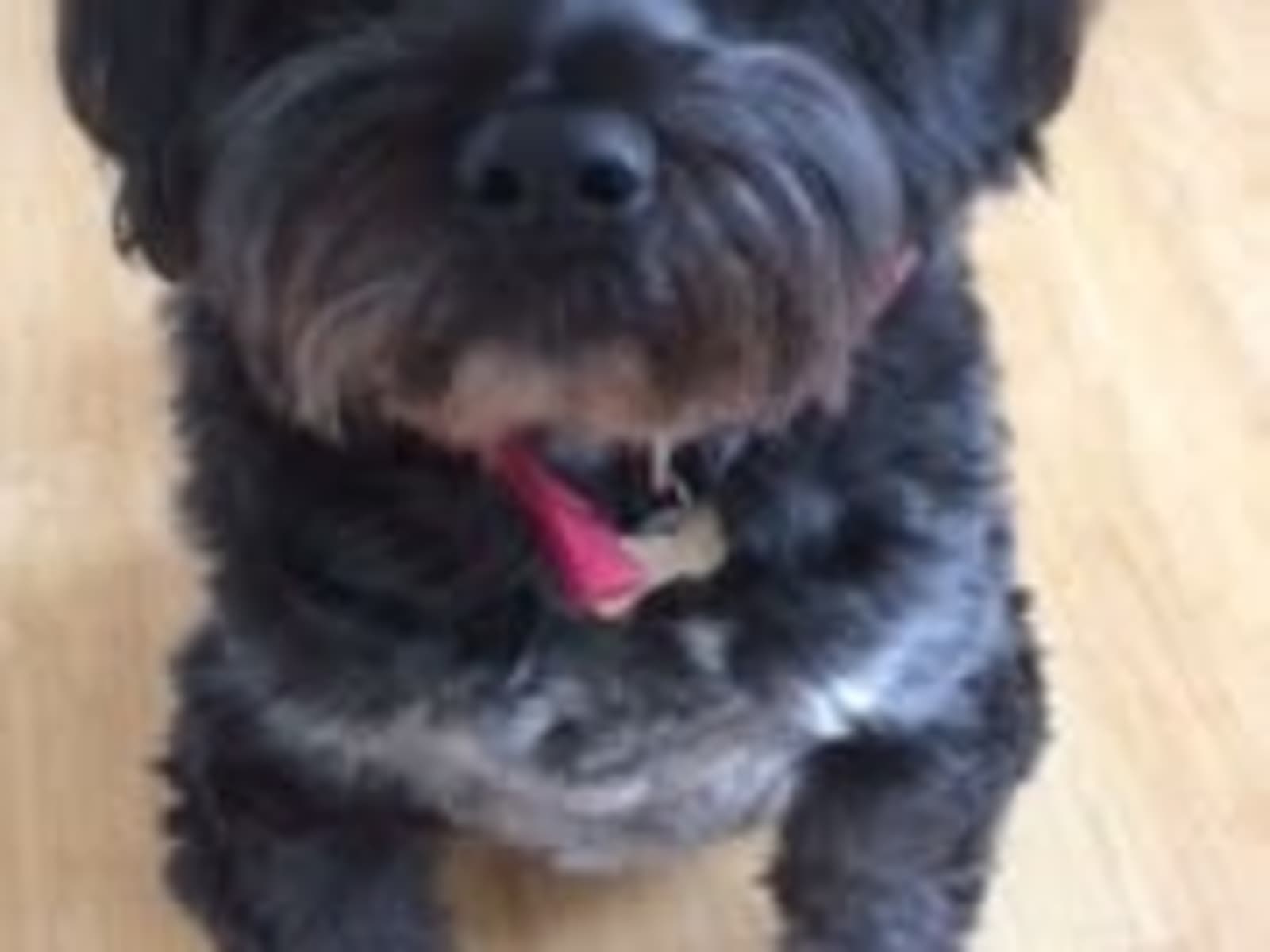 Housesitting assignment in Cowes, United Kingdom