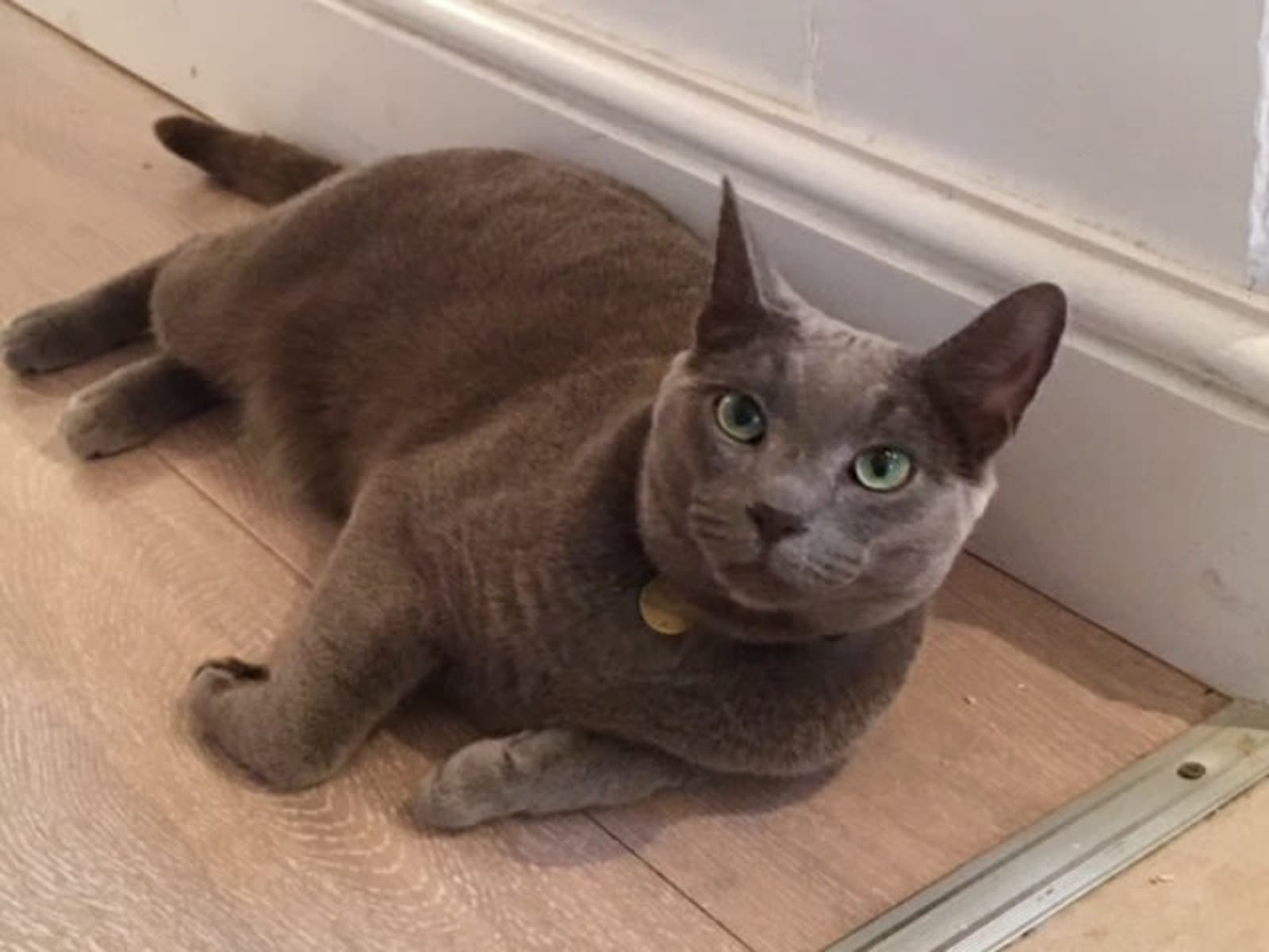 Housesitting assignment in London, United Kingdom