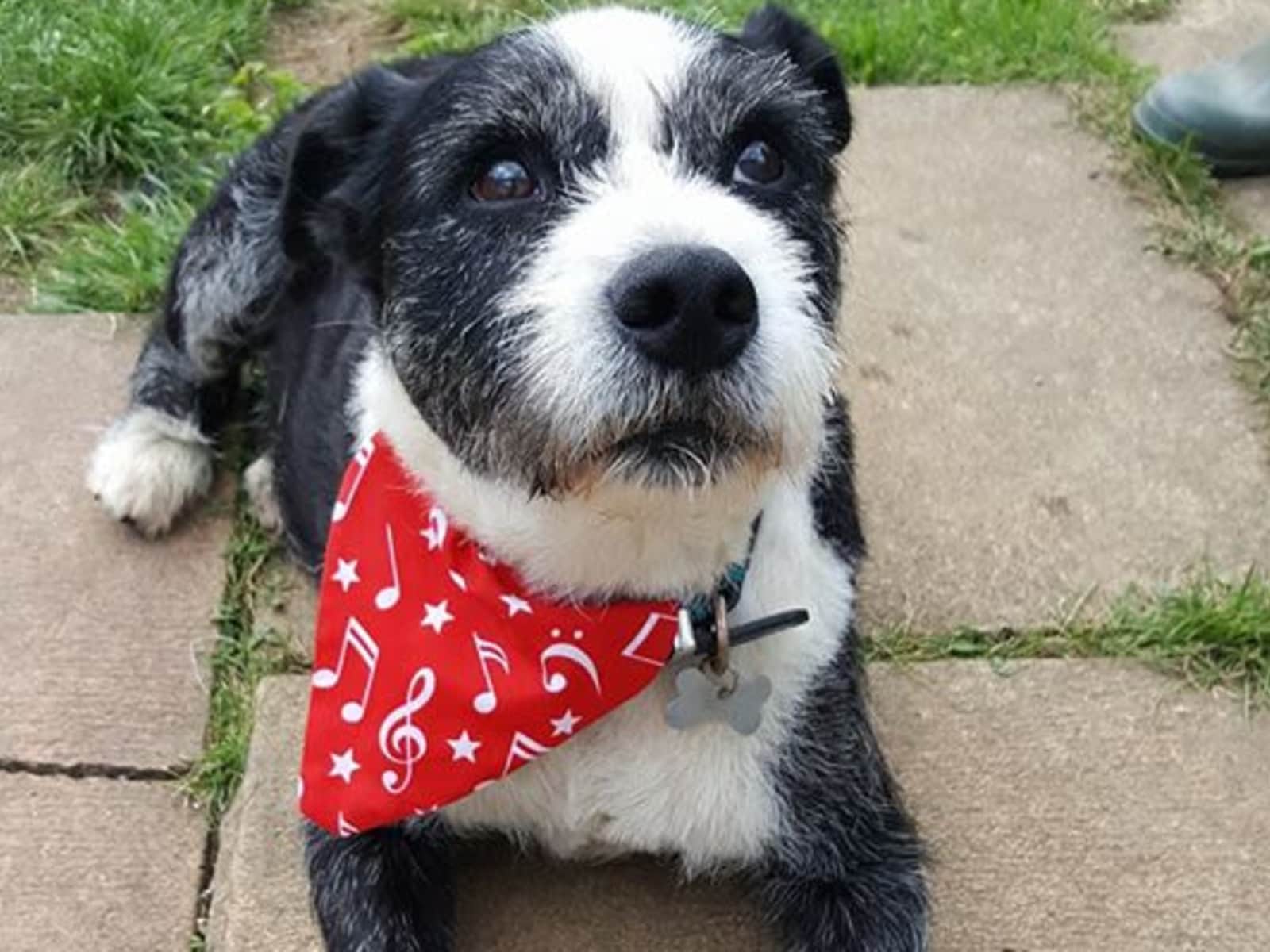 Housesitting assignment in Gloucester, United Kingdom