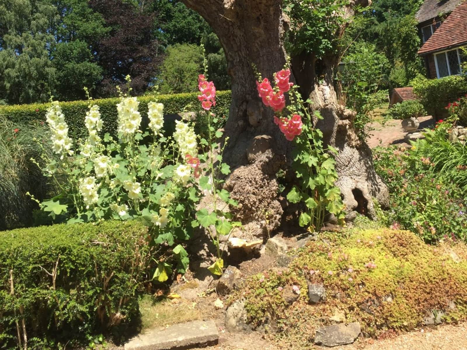 Housesitting assignment in Royal Tunbridge Wells, United Kingdom