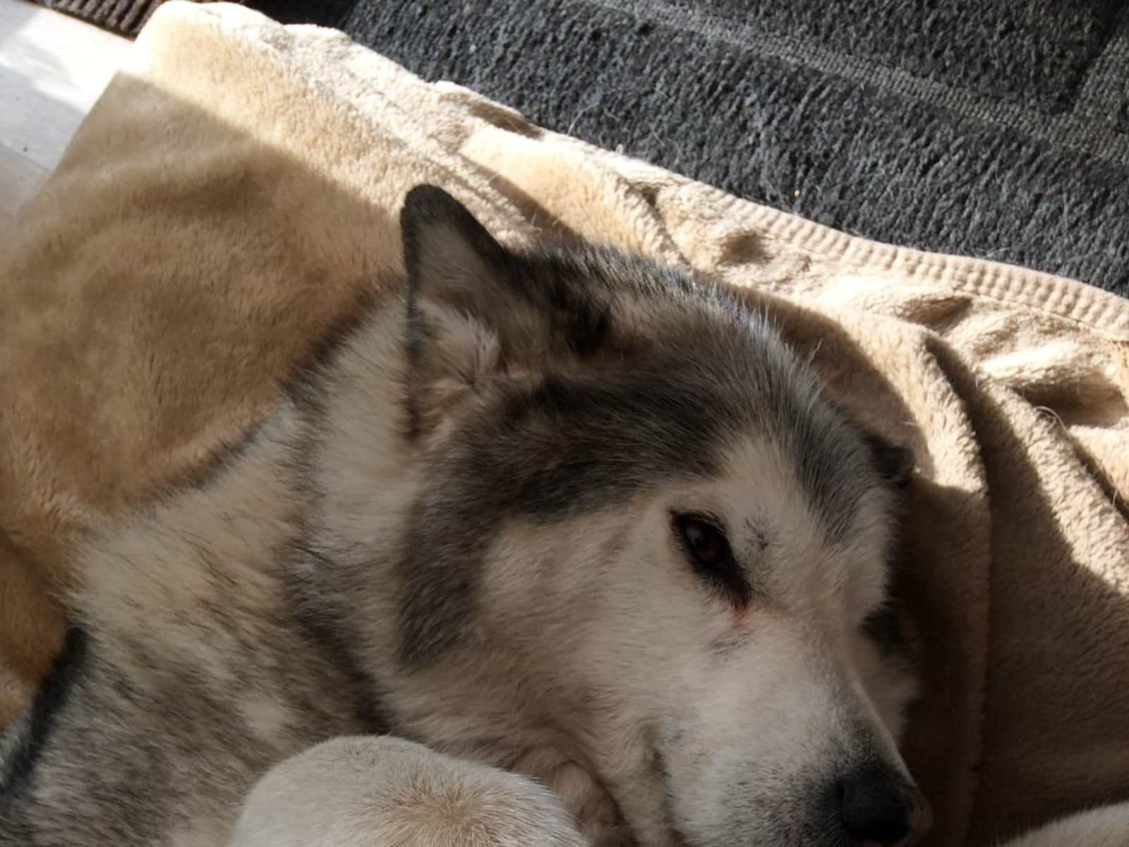 Housesitting assignment in Chorlton cum Hardy, United Kingdom
