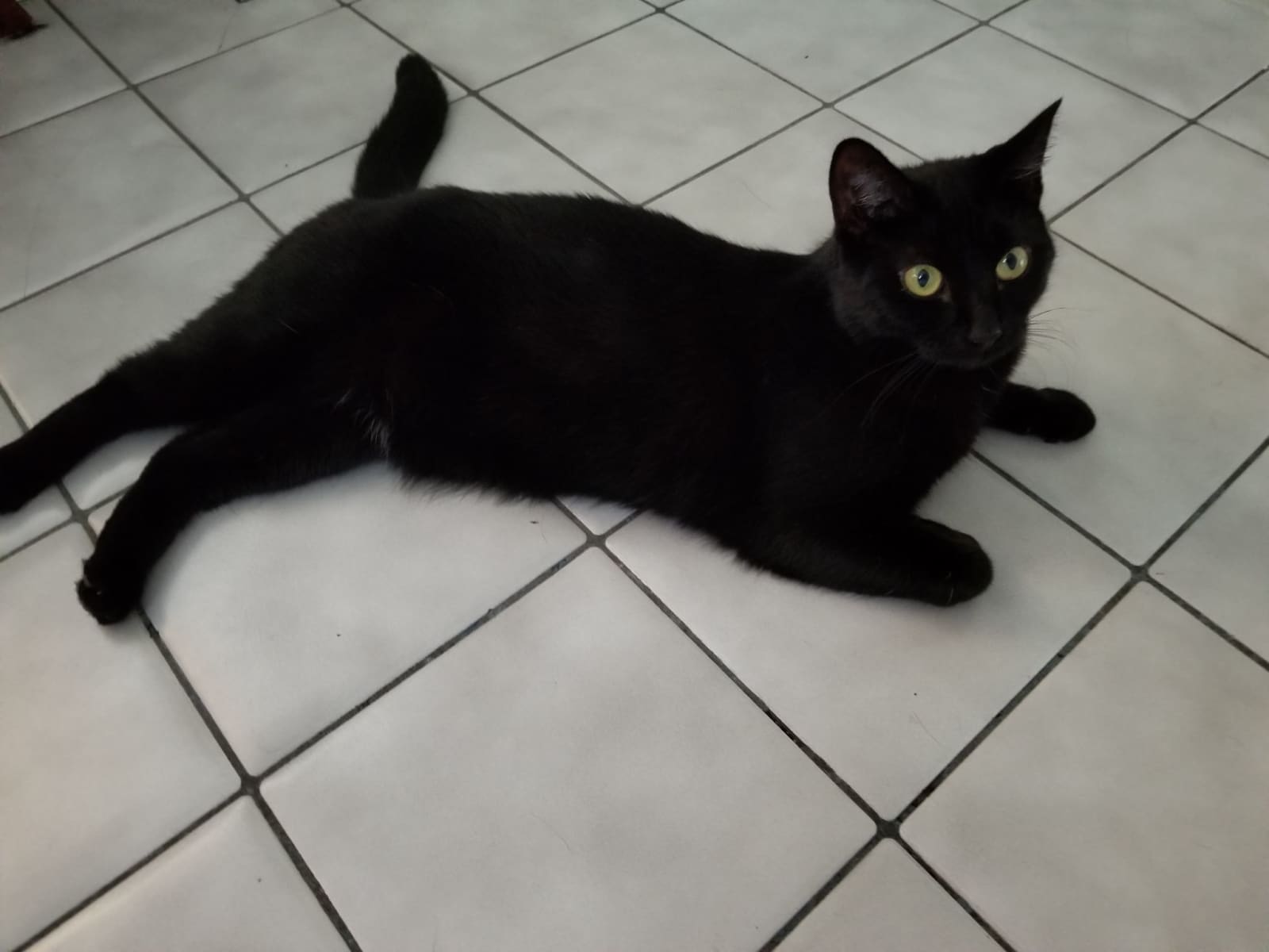 Housesitting assignment in La Habra, California, United States