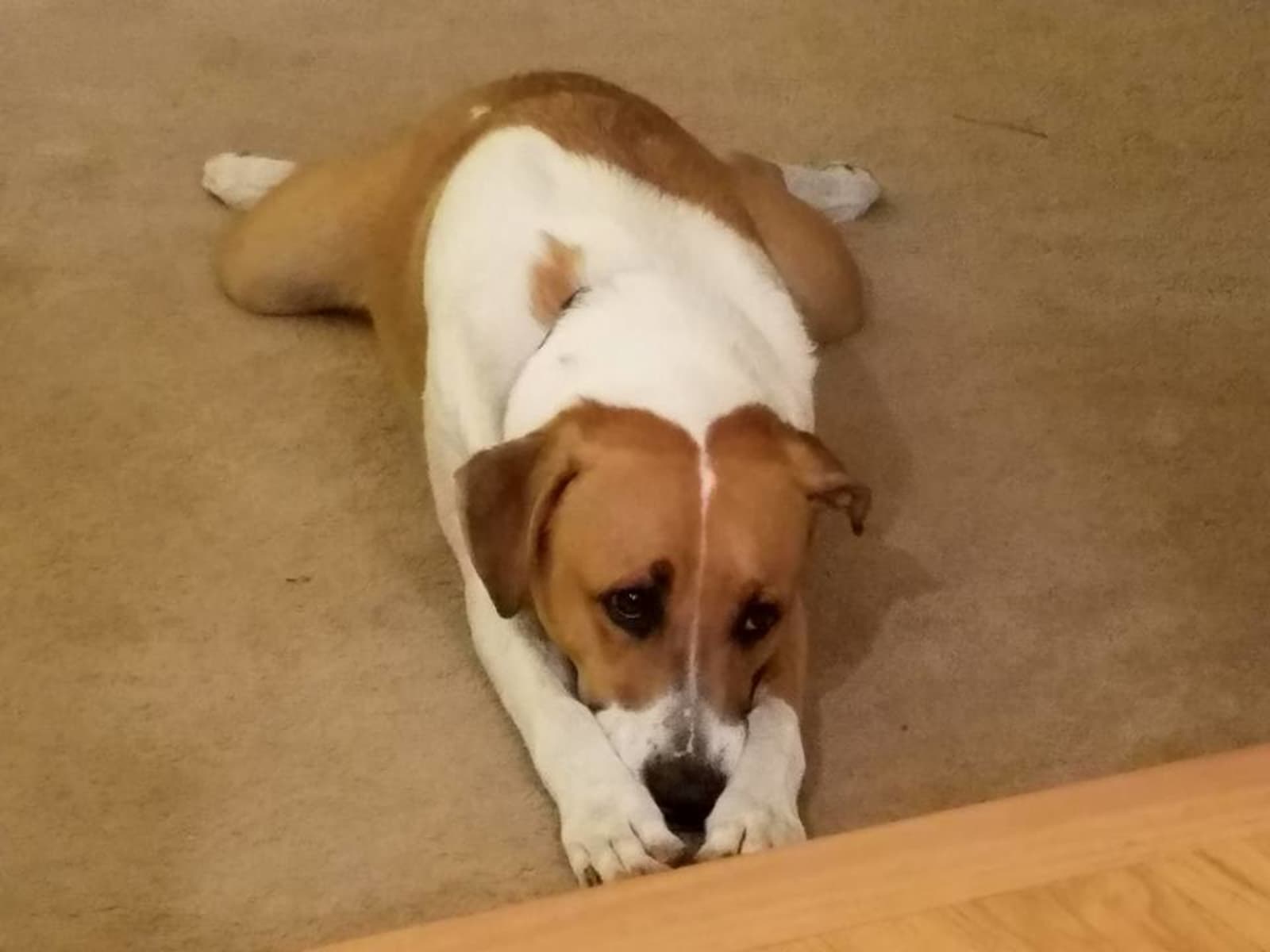 Housesitting assignment in Lakewood, Colorado, United States